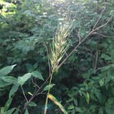Review photo of Caesar Creek State Park Campground by Shannon G., July 28, 2019