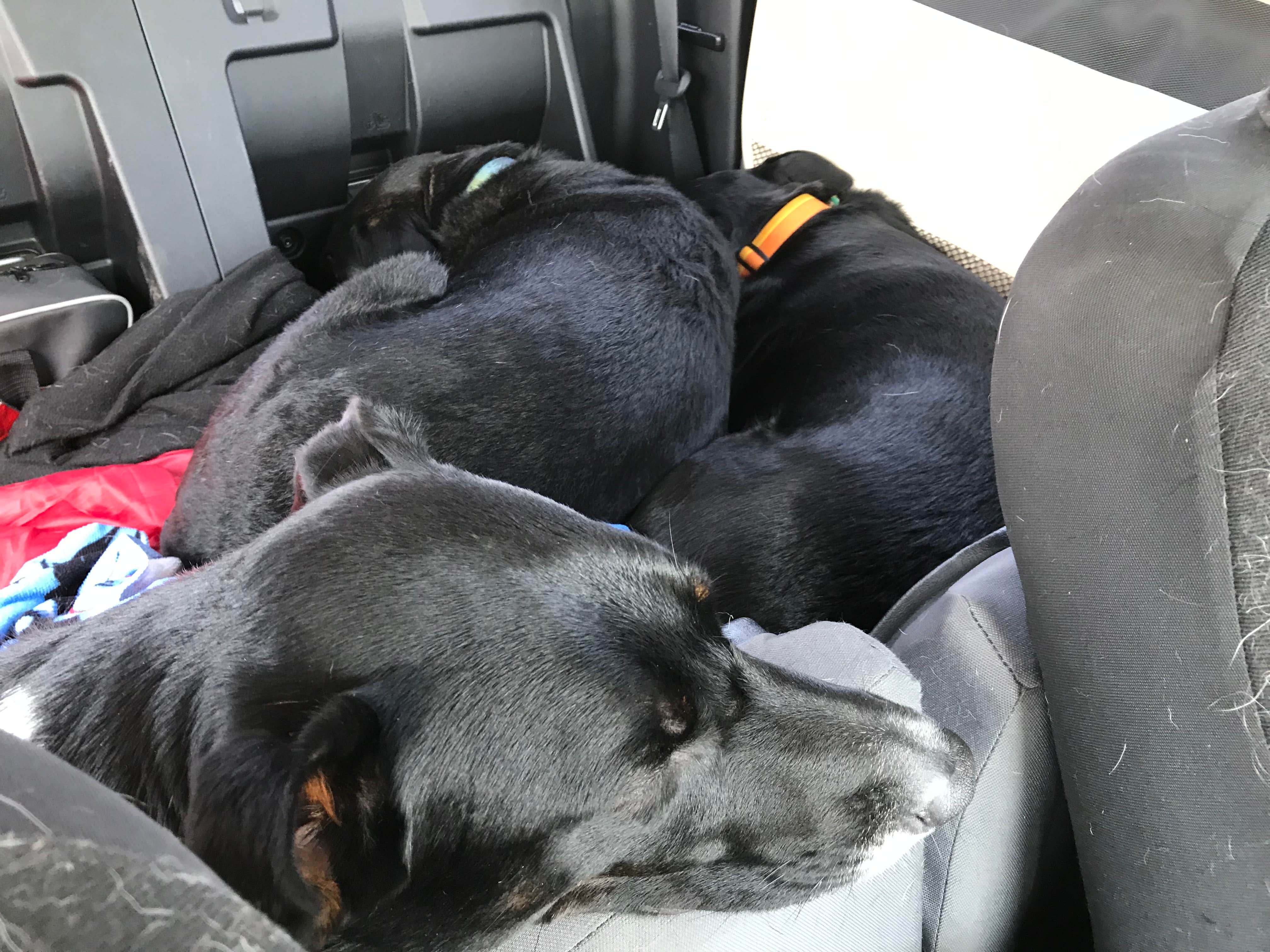 Shannon G.'s photo of camping with pets at Caesar Creek State Park Campground near Dayton, OH