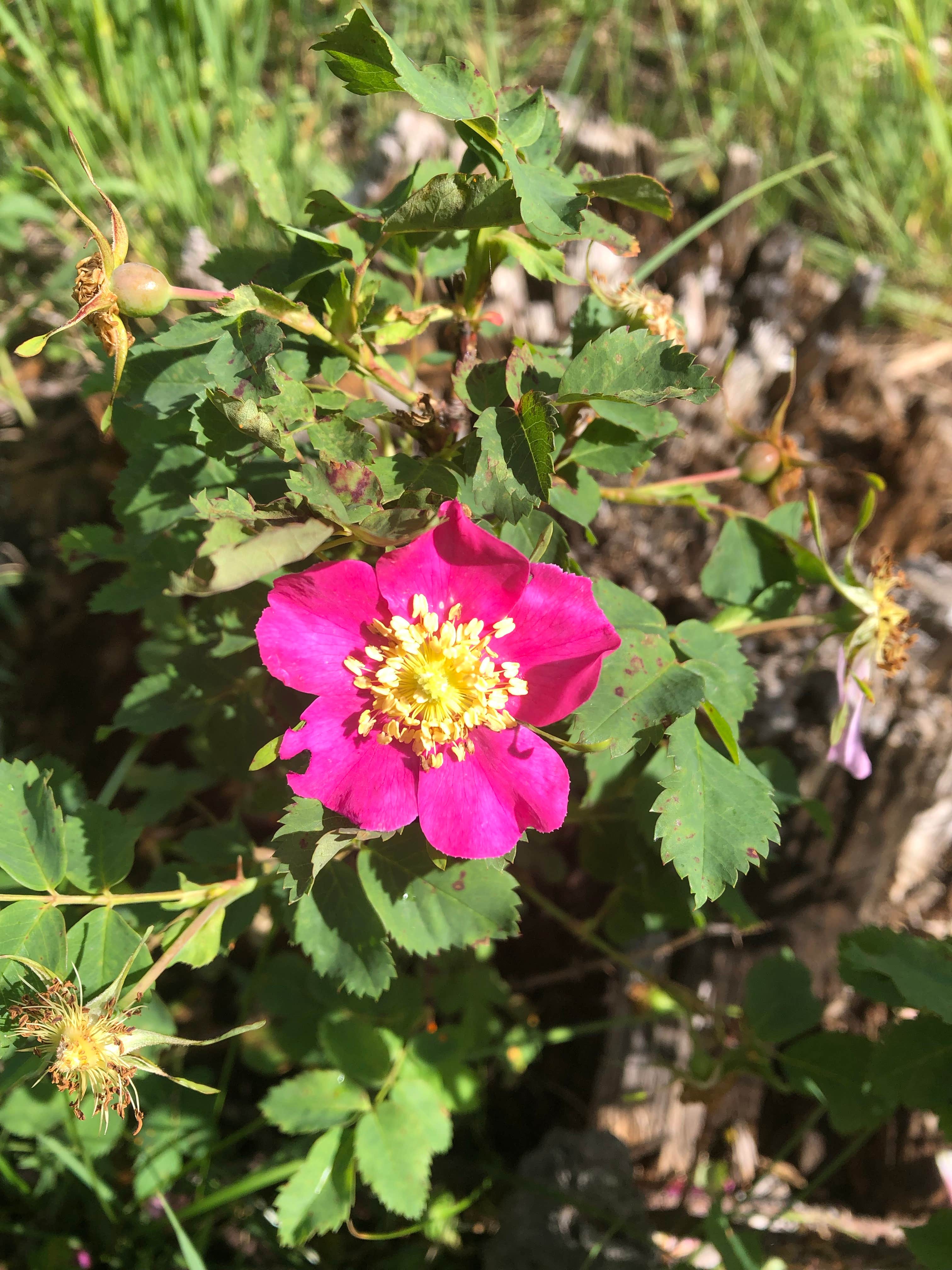 Camper-submitted photo at Lynx Pass Campground near Yampa, CO