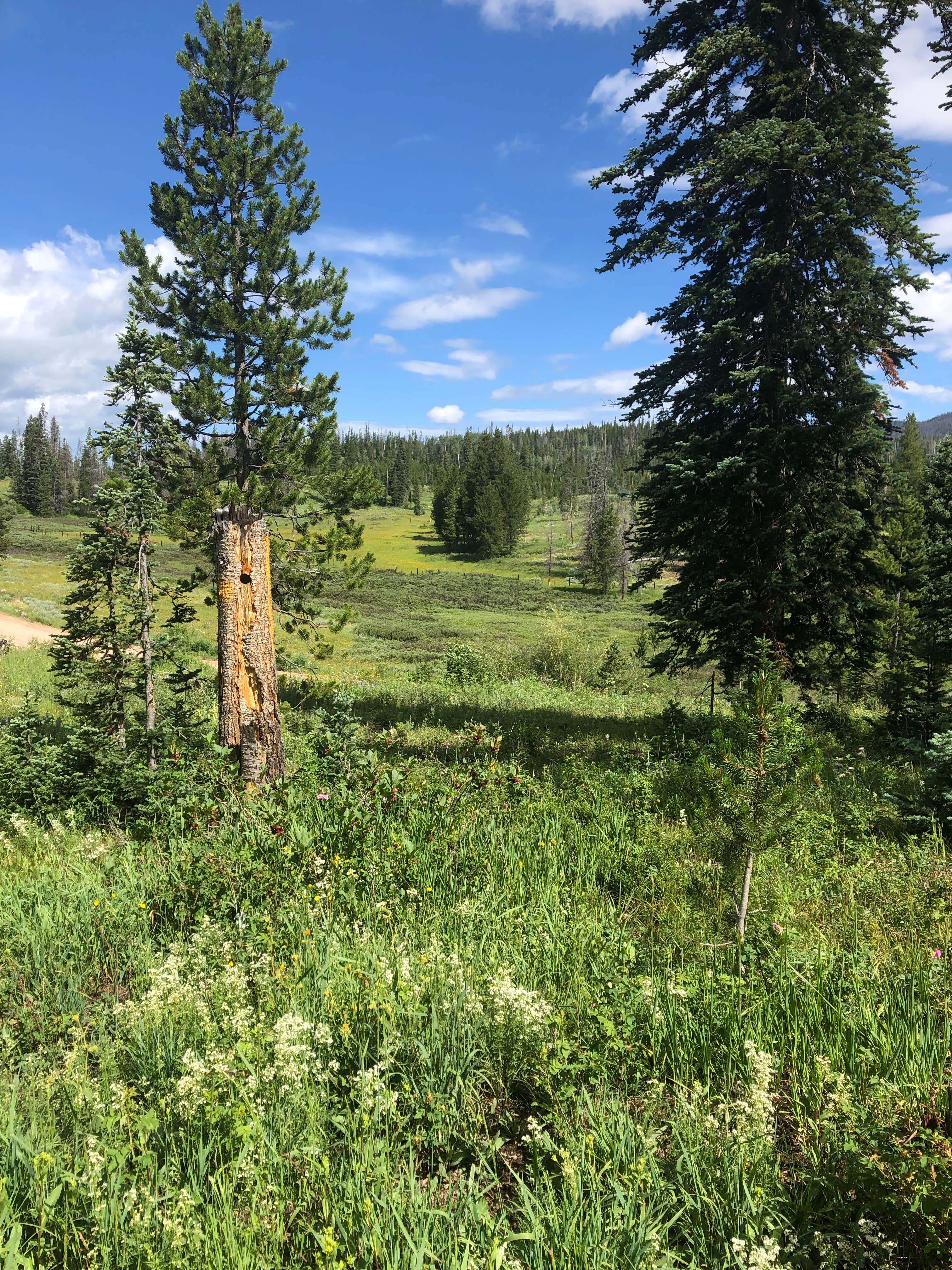 Camper-submitted photo at Lynx Pass Campground near Yampa, CO