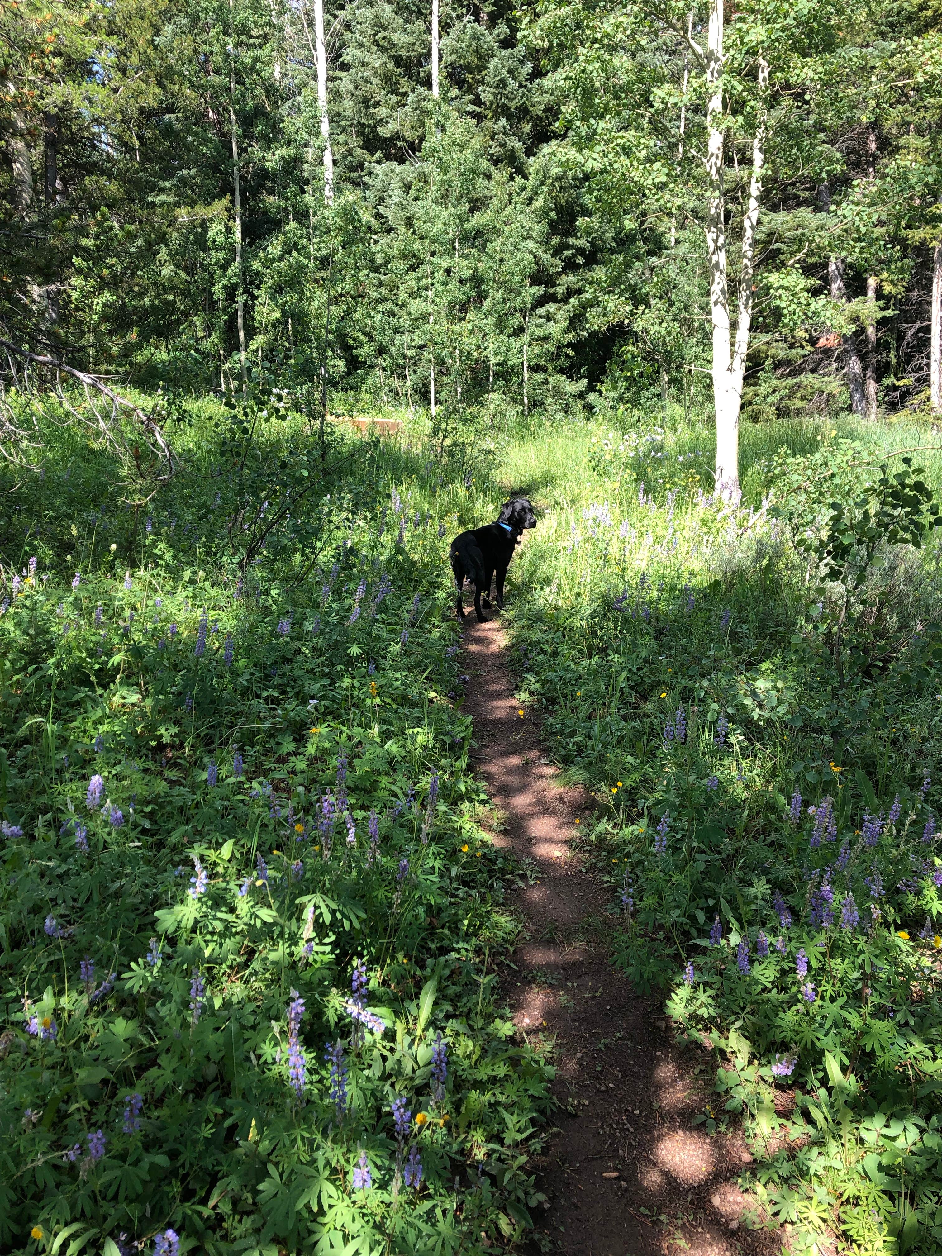 Camper-submitted photo at Lynx Pass Campground near Yampa, CO