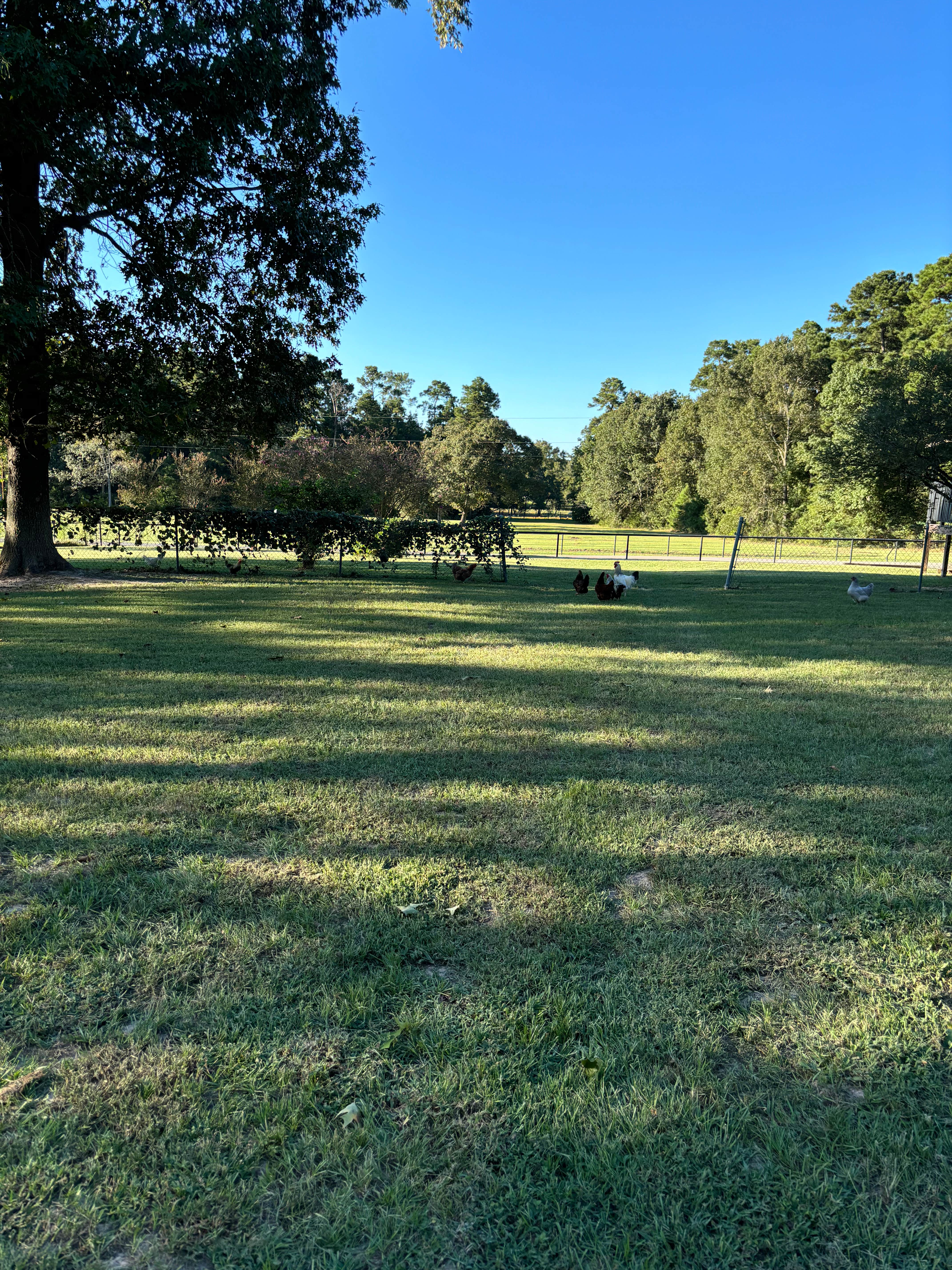 jandk C.'s photo of camping with pets at Cummins Cozy Corral near Cypress, TX