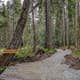 Paradise Pines