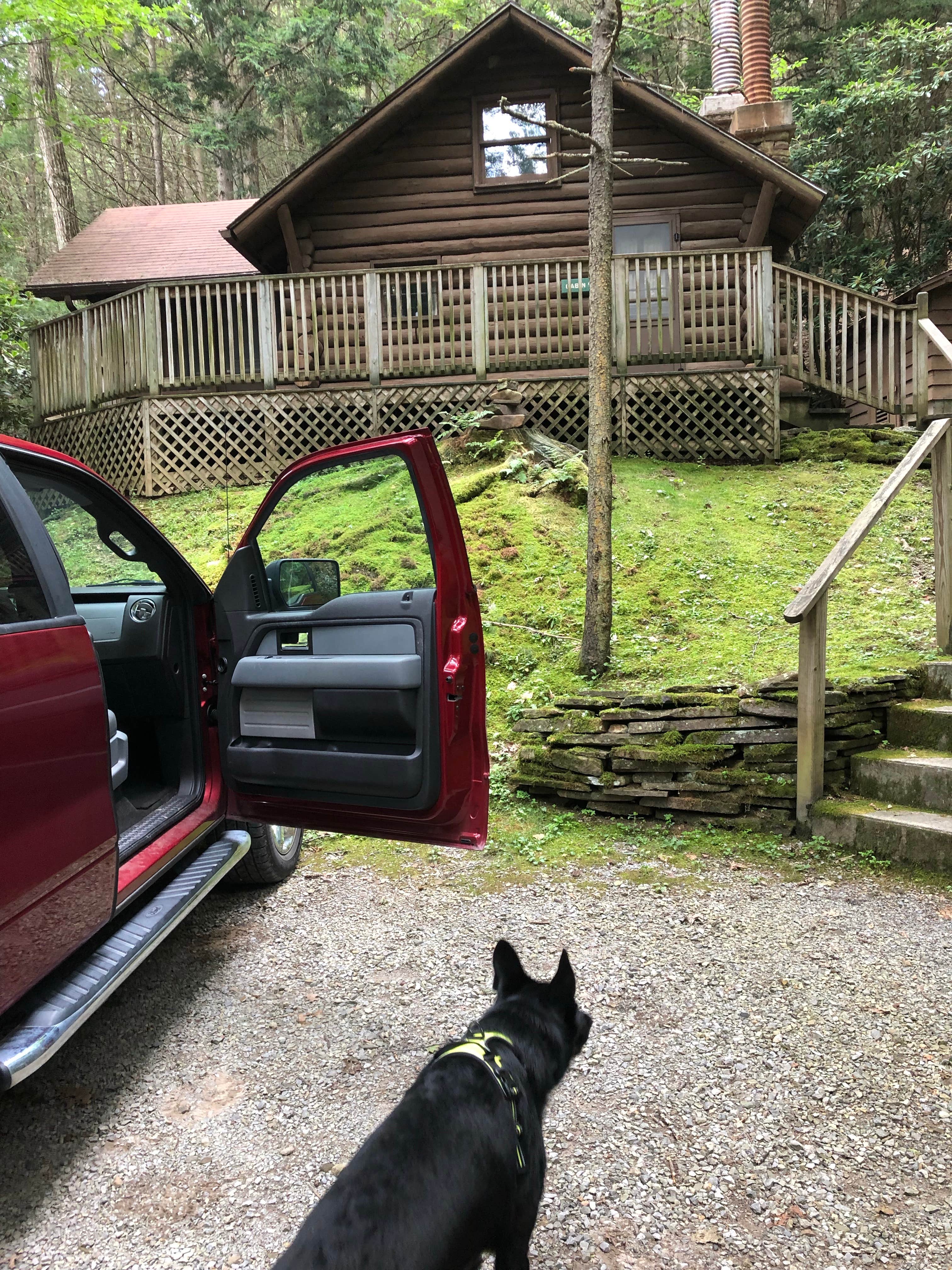 David F.'s photo of camping with pets at Seneca State Forest near Monongahela National Forest