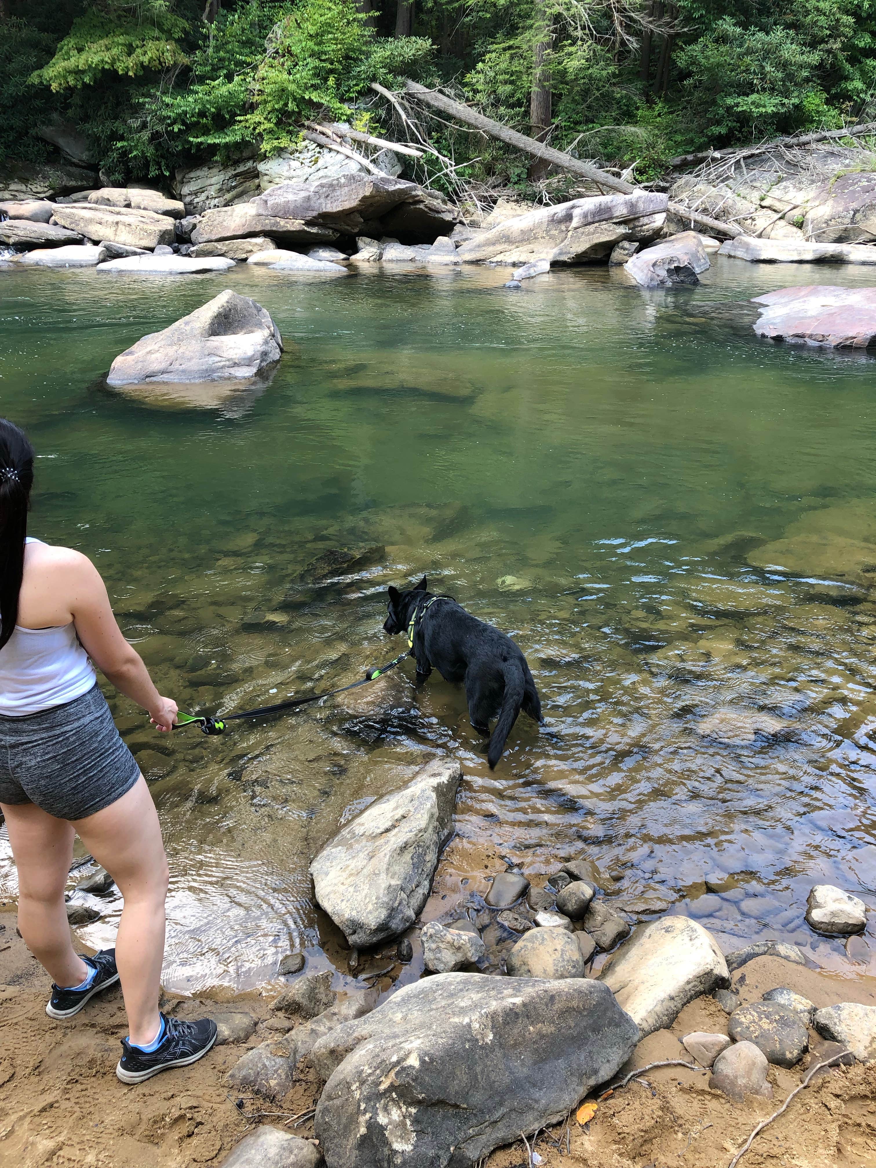 David F.'s photo of camping with pets at Audra State Park Campground in West Virginia