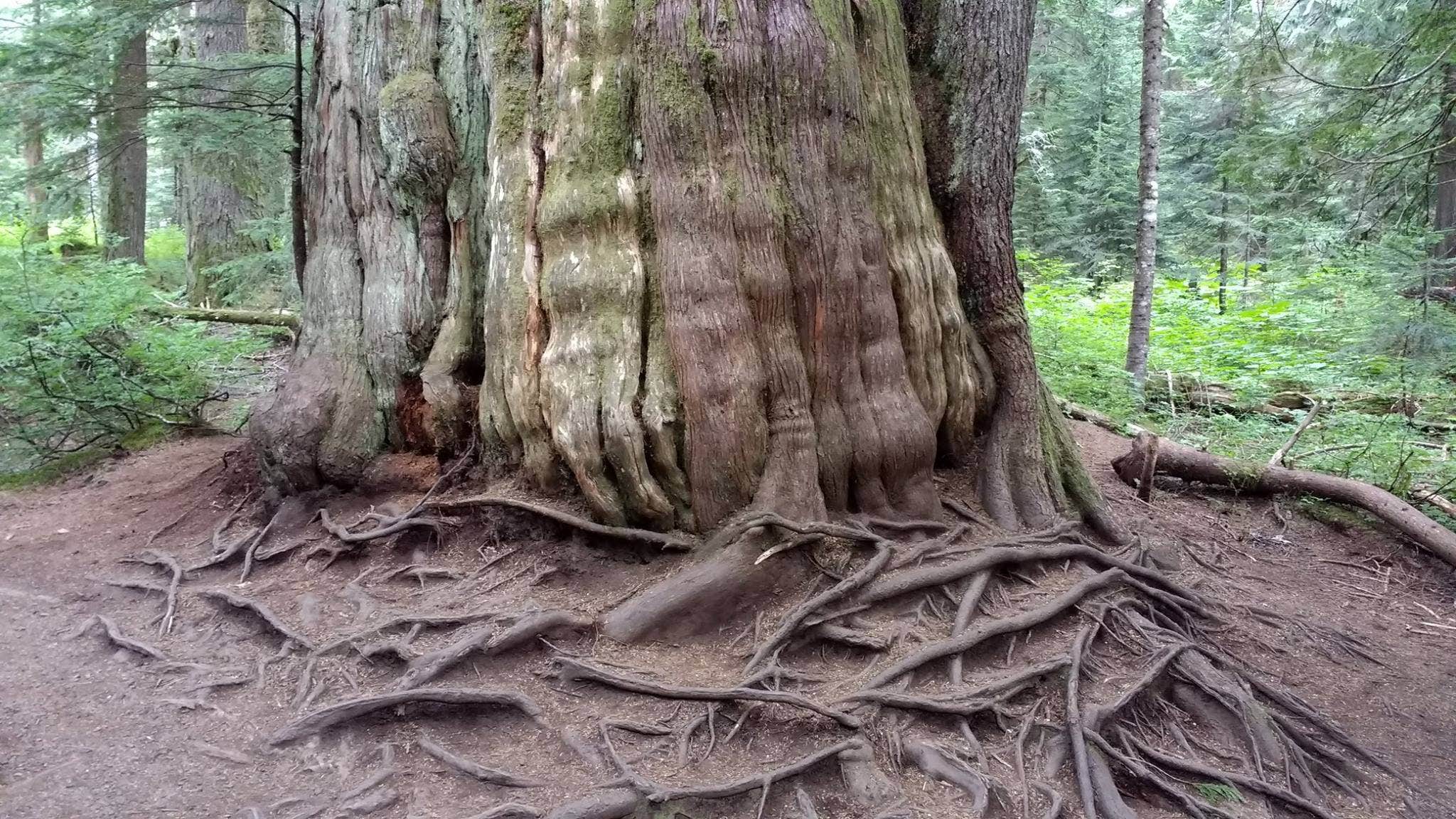 Camper submitted image from Denny Creek Campground - 2