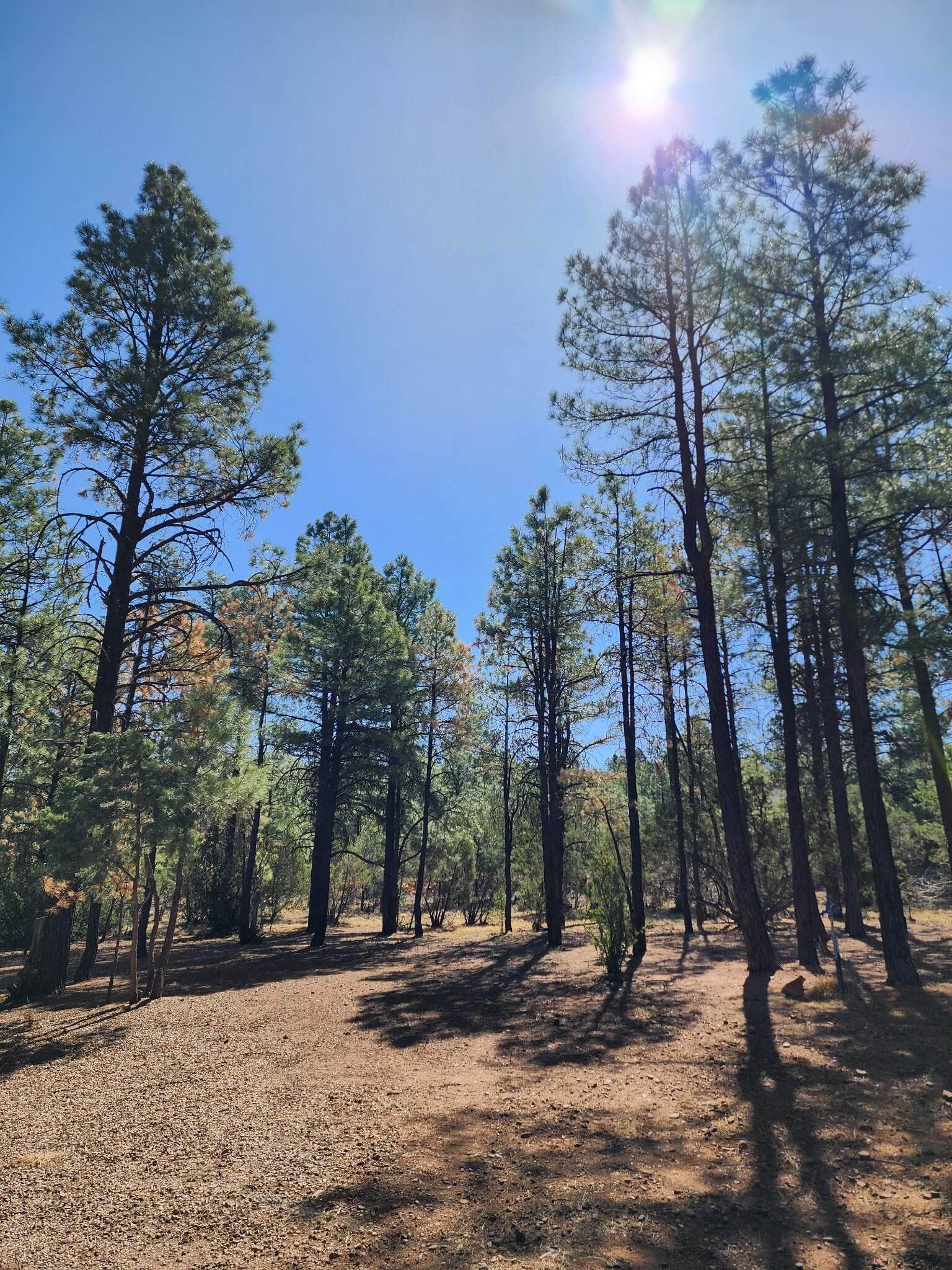 Camper-submitted photo at Forest-Edge RV Haven near Clay Springs, AZ