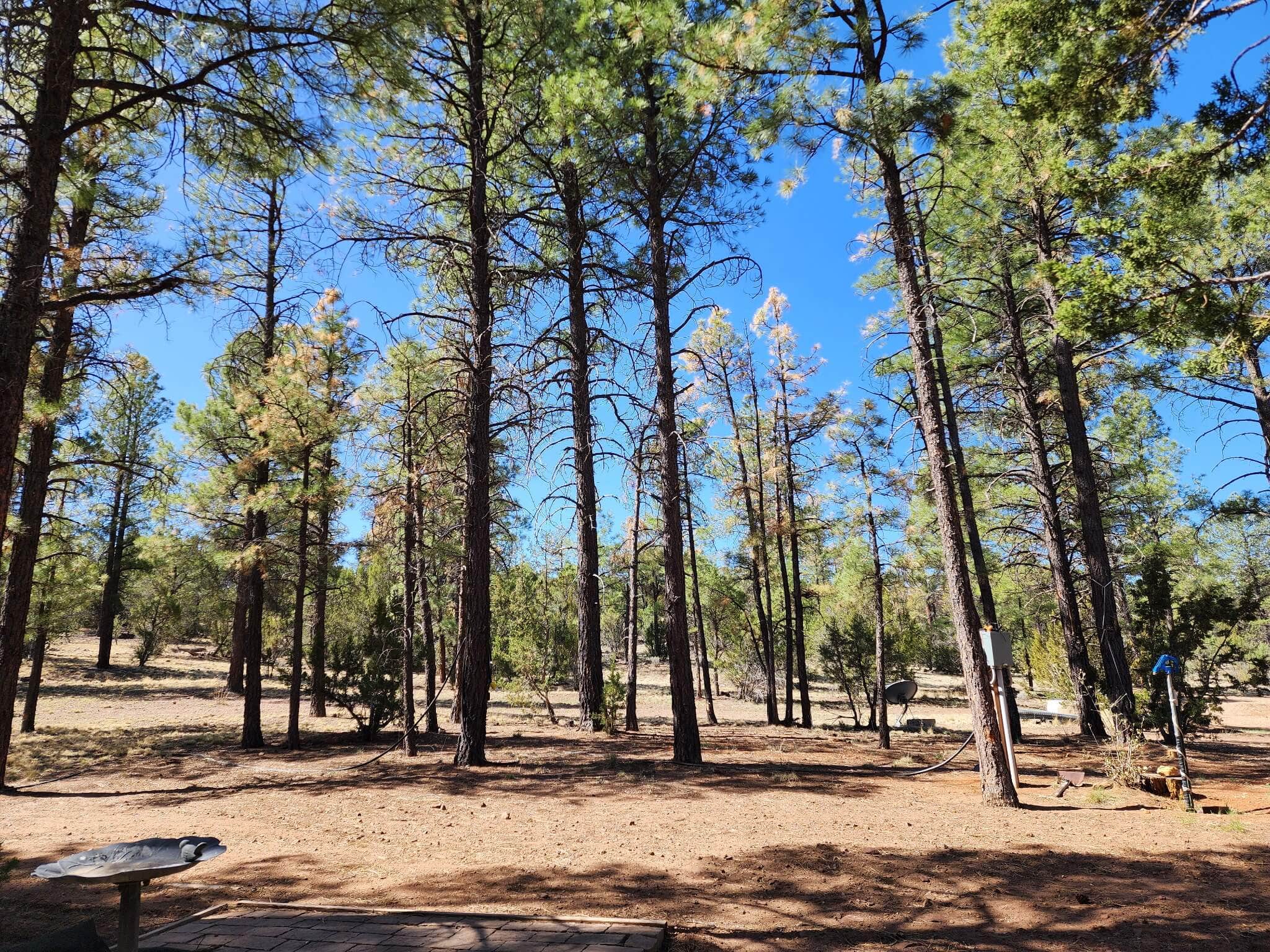 Camper-submitted photo at Forest-Edge RV Haven near Clay Springs, AZ