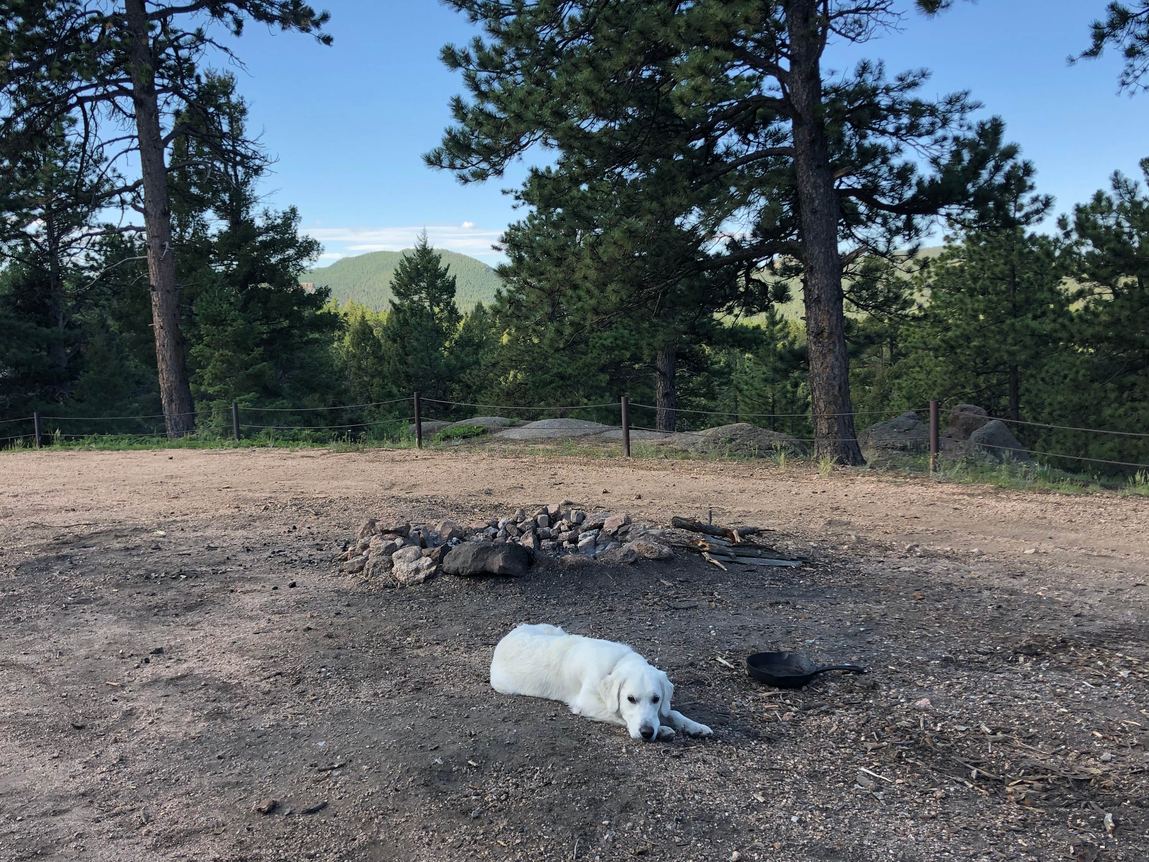 Weston S.'s photo of camping with pets at Dakan Road Camping near Cimarron, CO