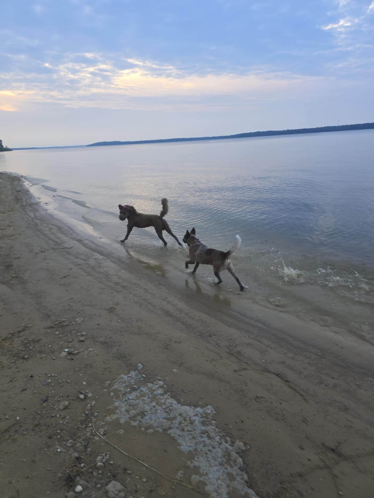 Island V.'s photo of camping with pets at Island View near Easton, TX