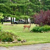 Review photo of Honey Bear Campground by Steve V., July 28, 2019