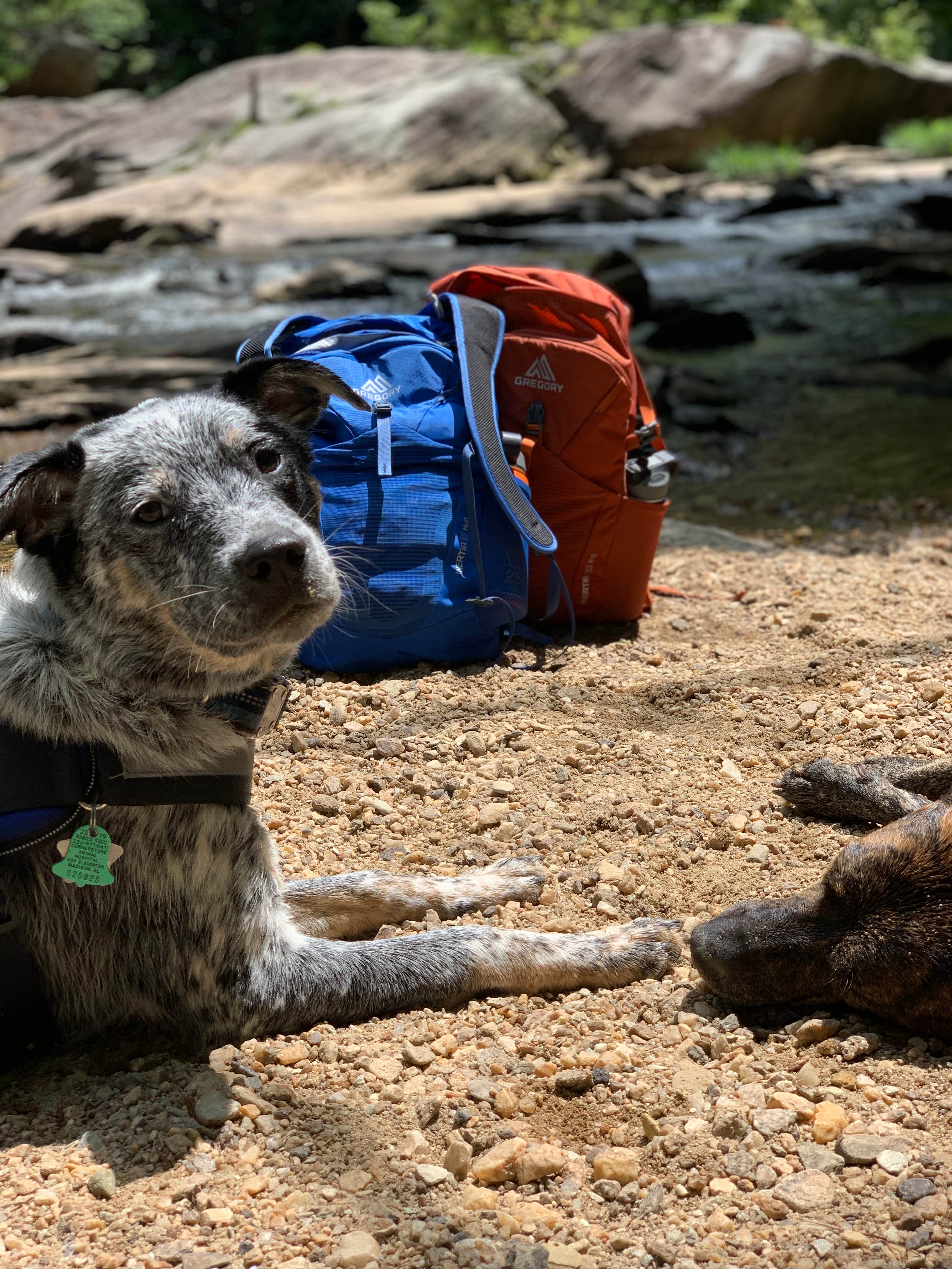 Gregory Intertia H2O Hydration Packs (15L-blue & 20L orange)