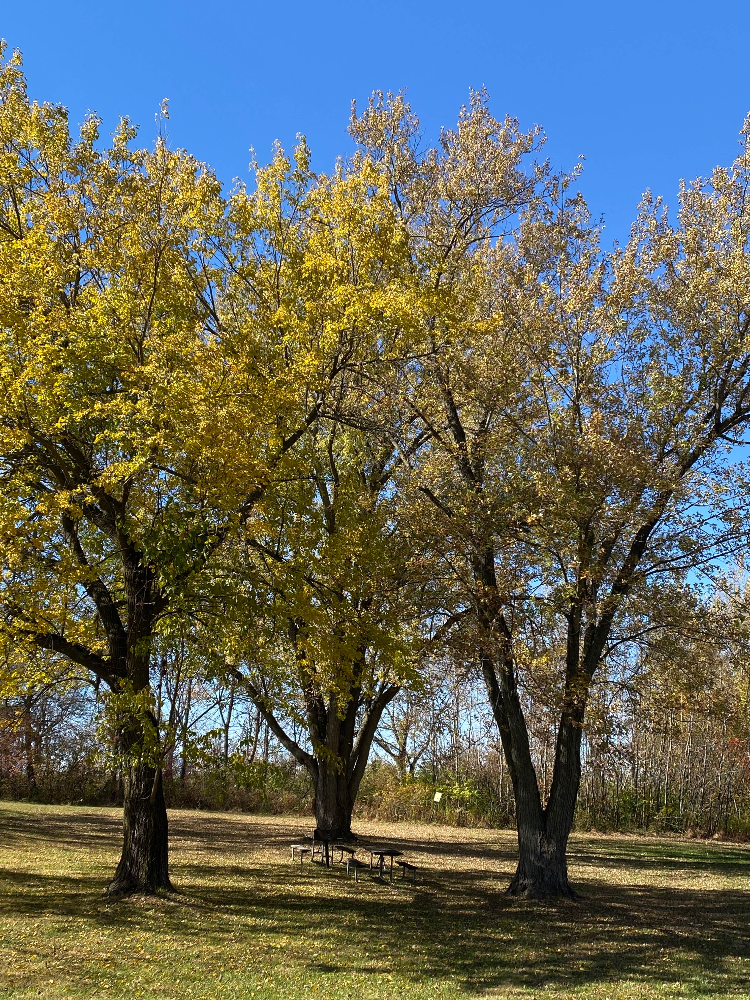 Camper-submitted photo at Wilderness Campground, Scott County Park near Donahue, IA