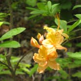 Review photo of Balsam Mountain Campground — Great Smoky Mountains National Park by Michael K., September 22, 2016