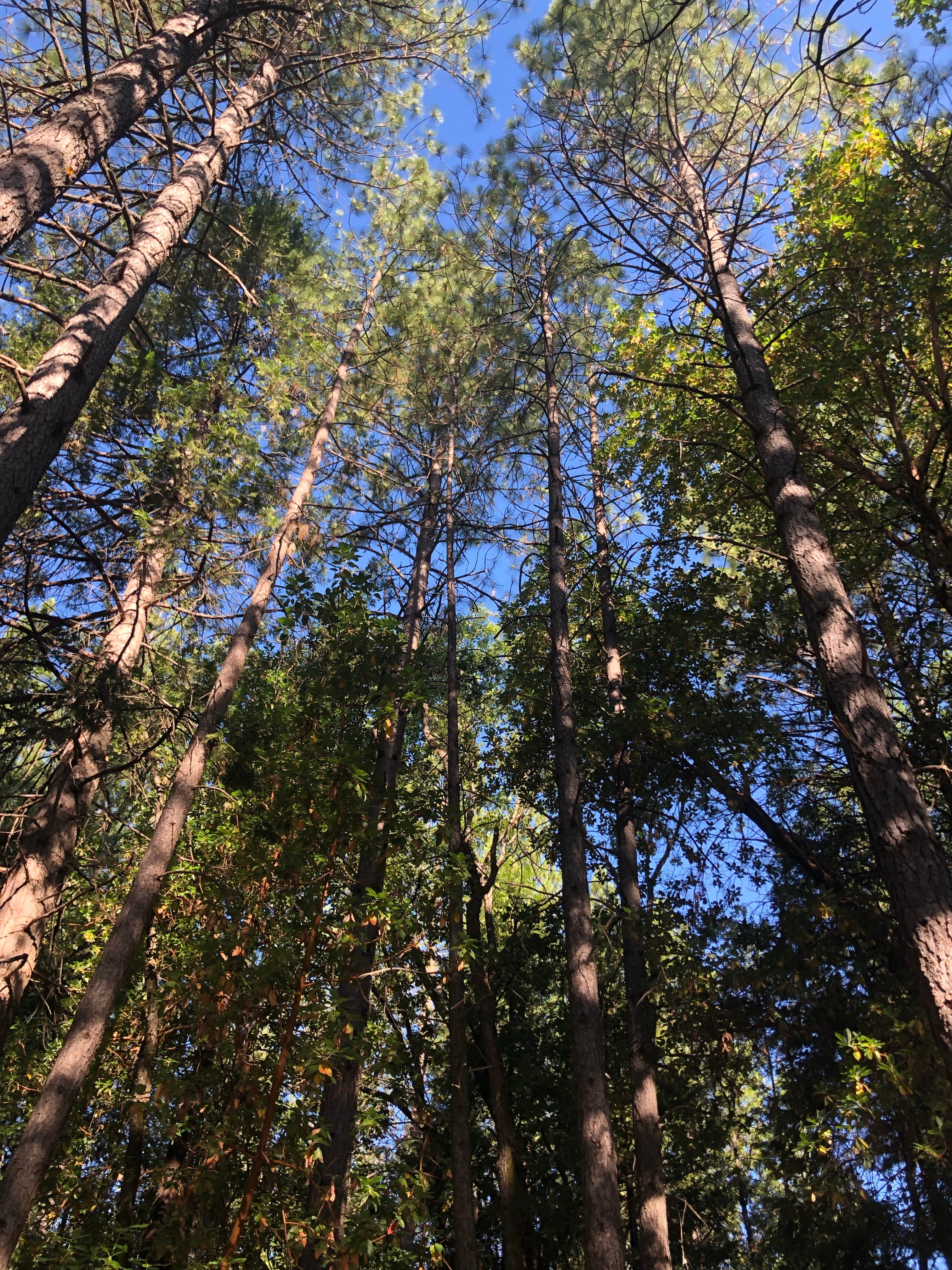 Camper-submitted photo at Indian Grinding Rock State Historical Park Campground near West Point, CA
