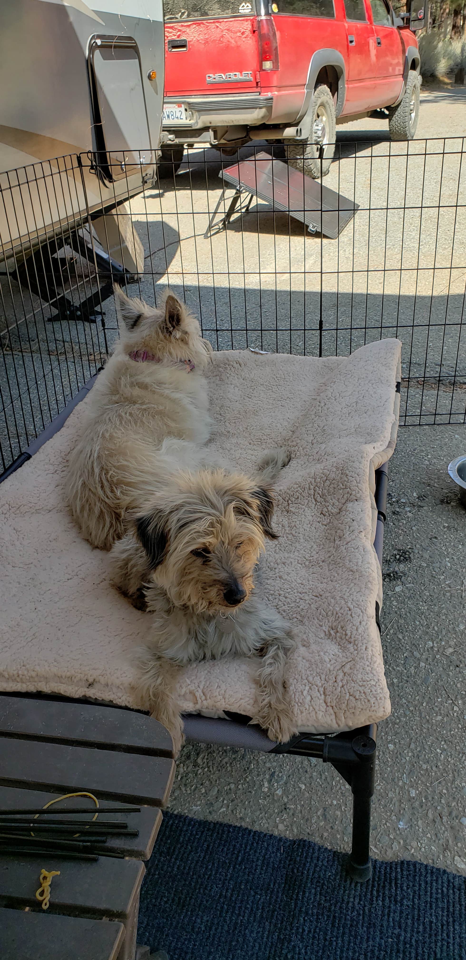 Mike M.'s photo of camping with pets at Heart Bar Campground near Big Bear Lake, CA