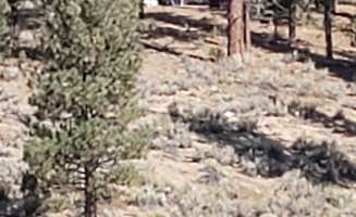 Mike M.'s photo at Heart Bar Campground near Big Bear City, CA