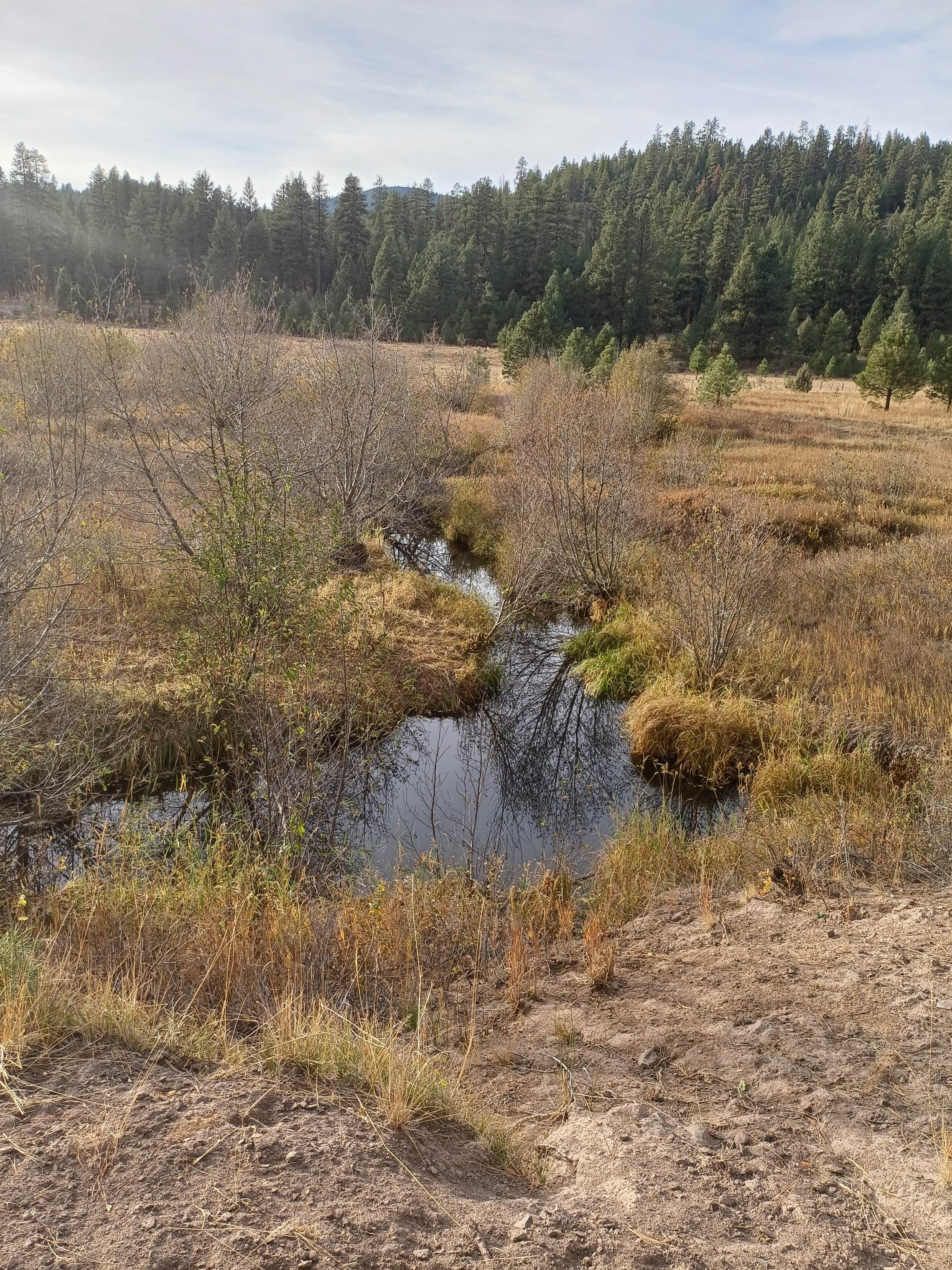 Camper submitted image from Little Hay Creek Rd Dispersed - 5