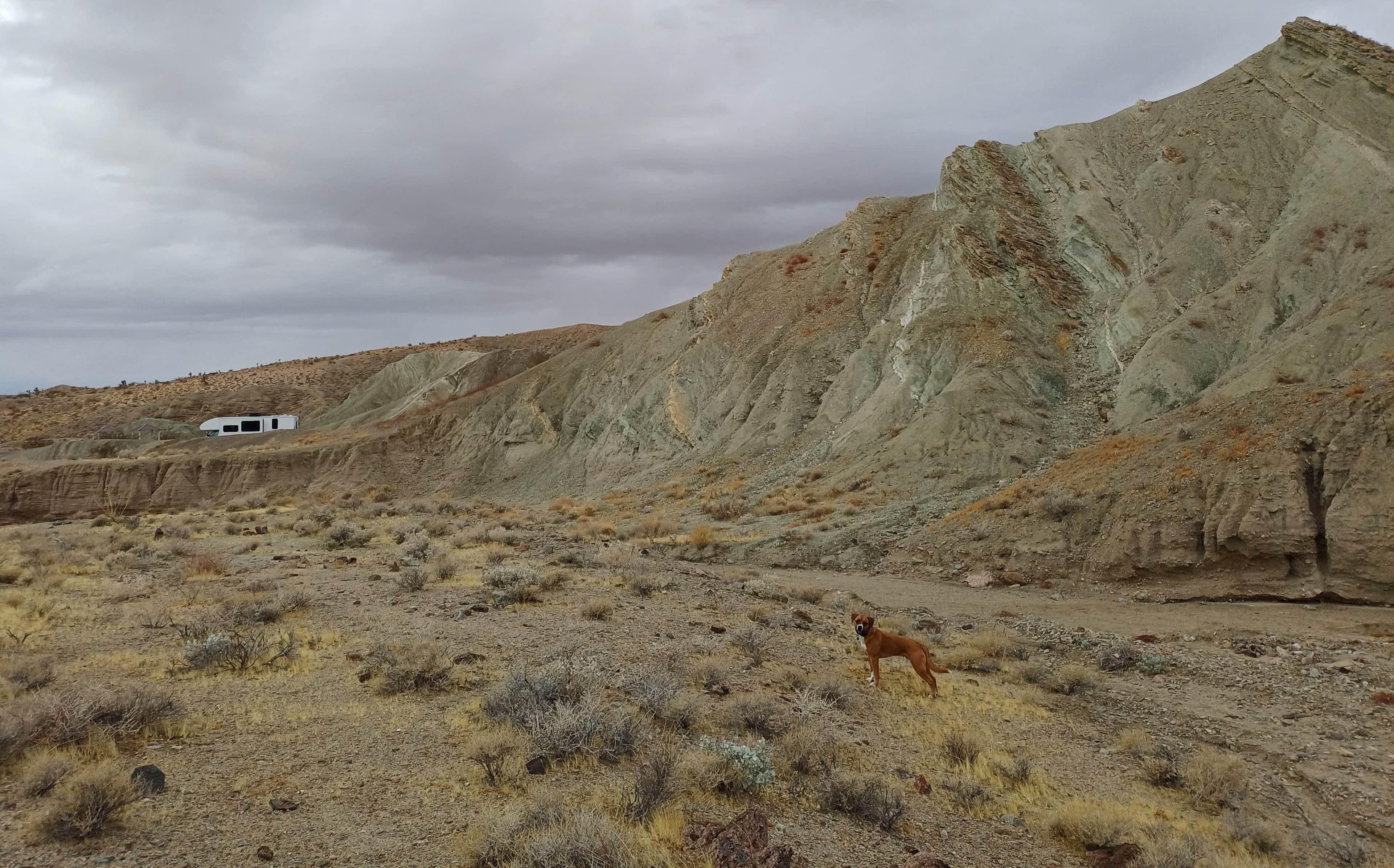 Laura M.'s photo of camping with pets at Owl Canyon Campground near Randsburg, CA