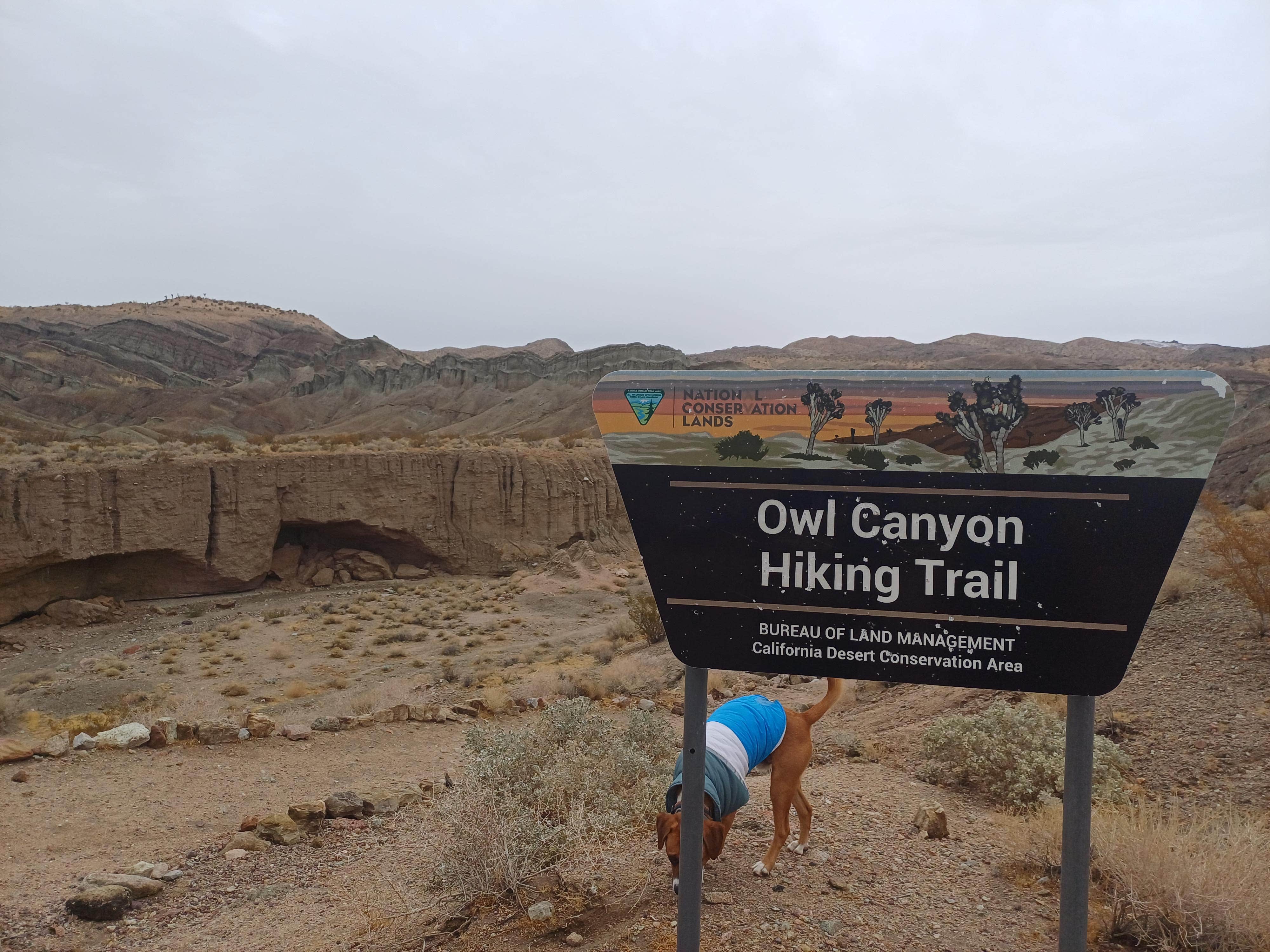Laura M.'s photo of camping with pets at Owl Canyon Campground near Daggett, CA