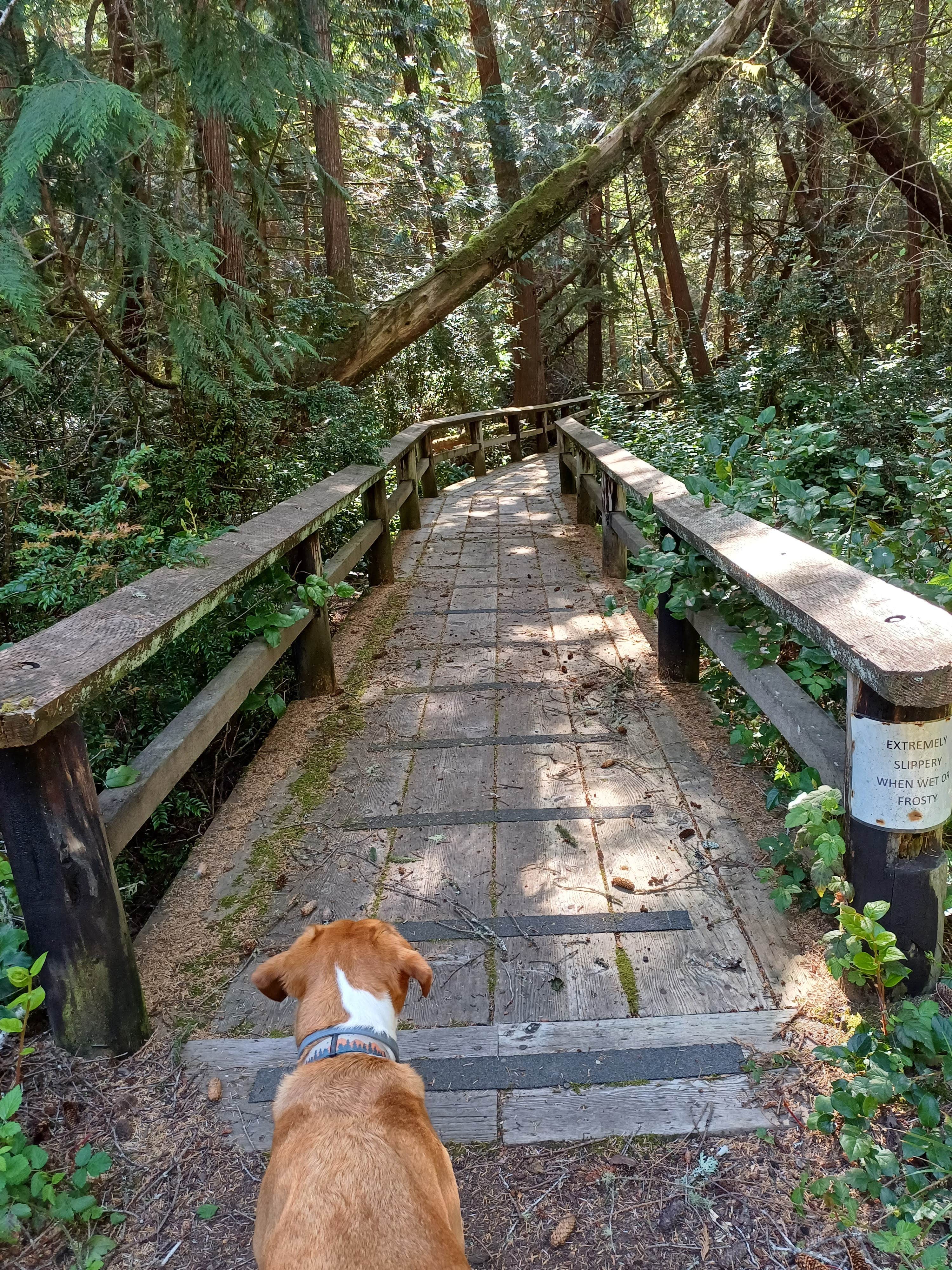 Laura M.'s photo of camping with pets at Sutton Campground near Yachats, OR