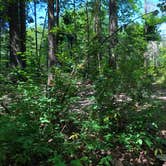 Review photo of Belfair State Park Campground by Tom K., July 29, 2019