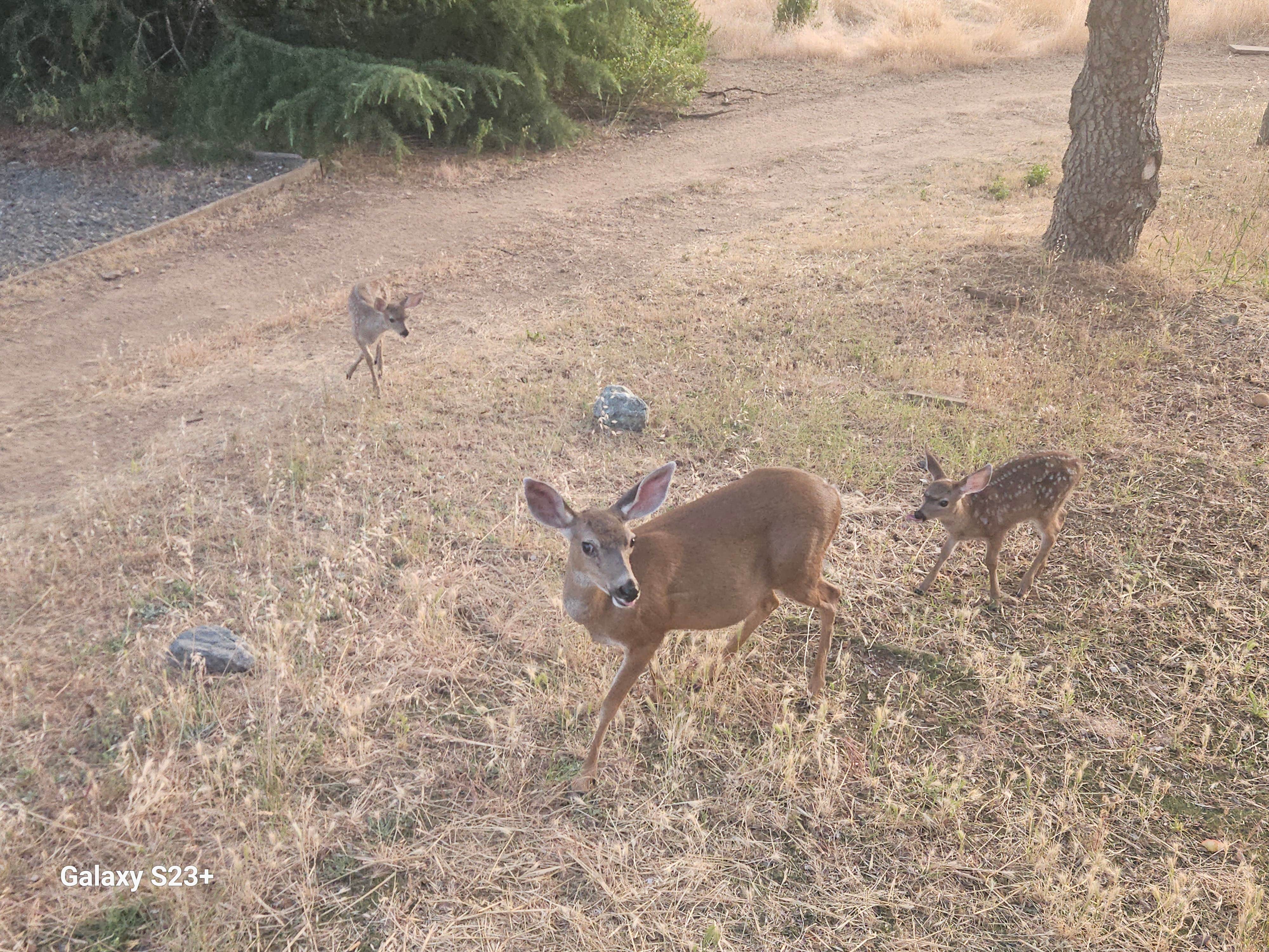 Camper-submitted photo at Koa Cloverdale Camping Resort near Geyserville, CA