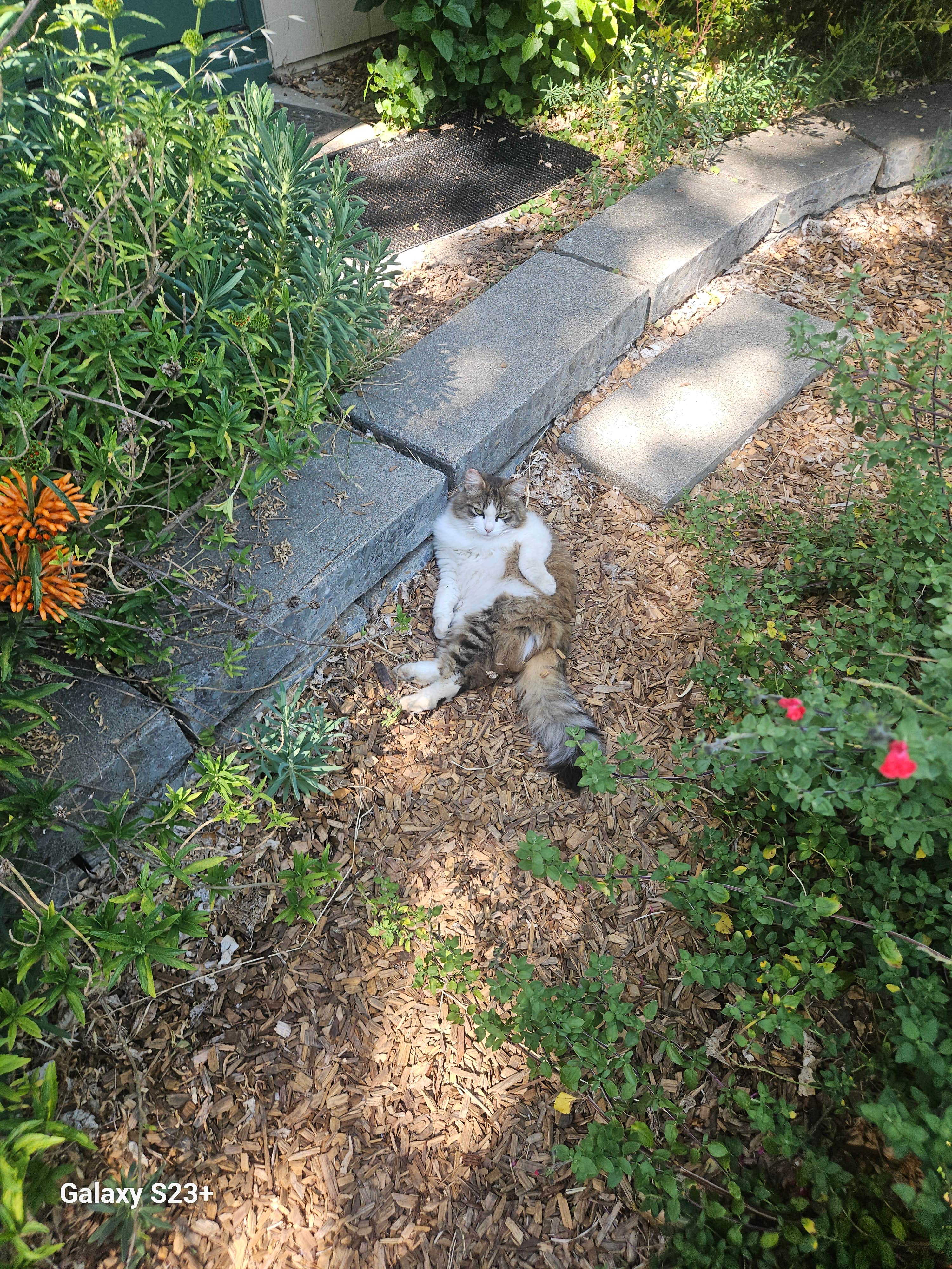 Camper-submitted photo at Koa Cloverdale Camping Resort near Geyserville, CA