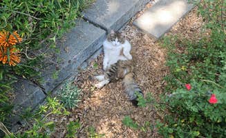 Nick M.'s photo of camping with pets at Koa Cloverdale Camping Resort near Angwin, CA
