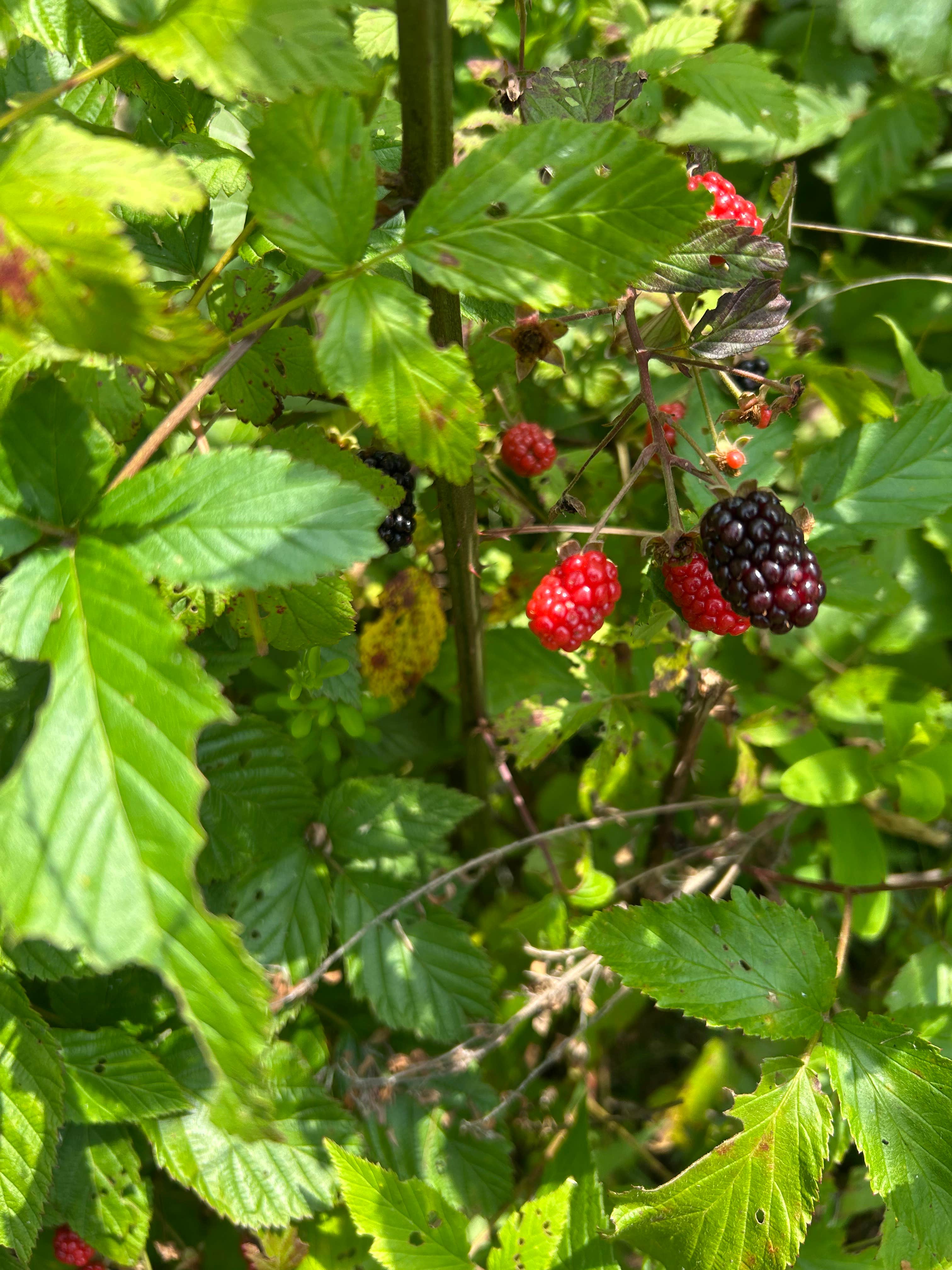 Camper-submitted photo at Triple J Farm and Campground near Shelby, NC