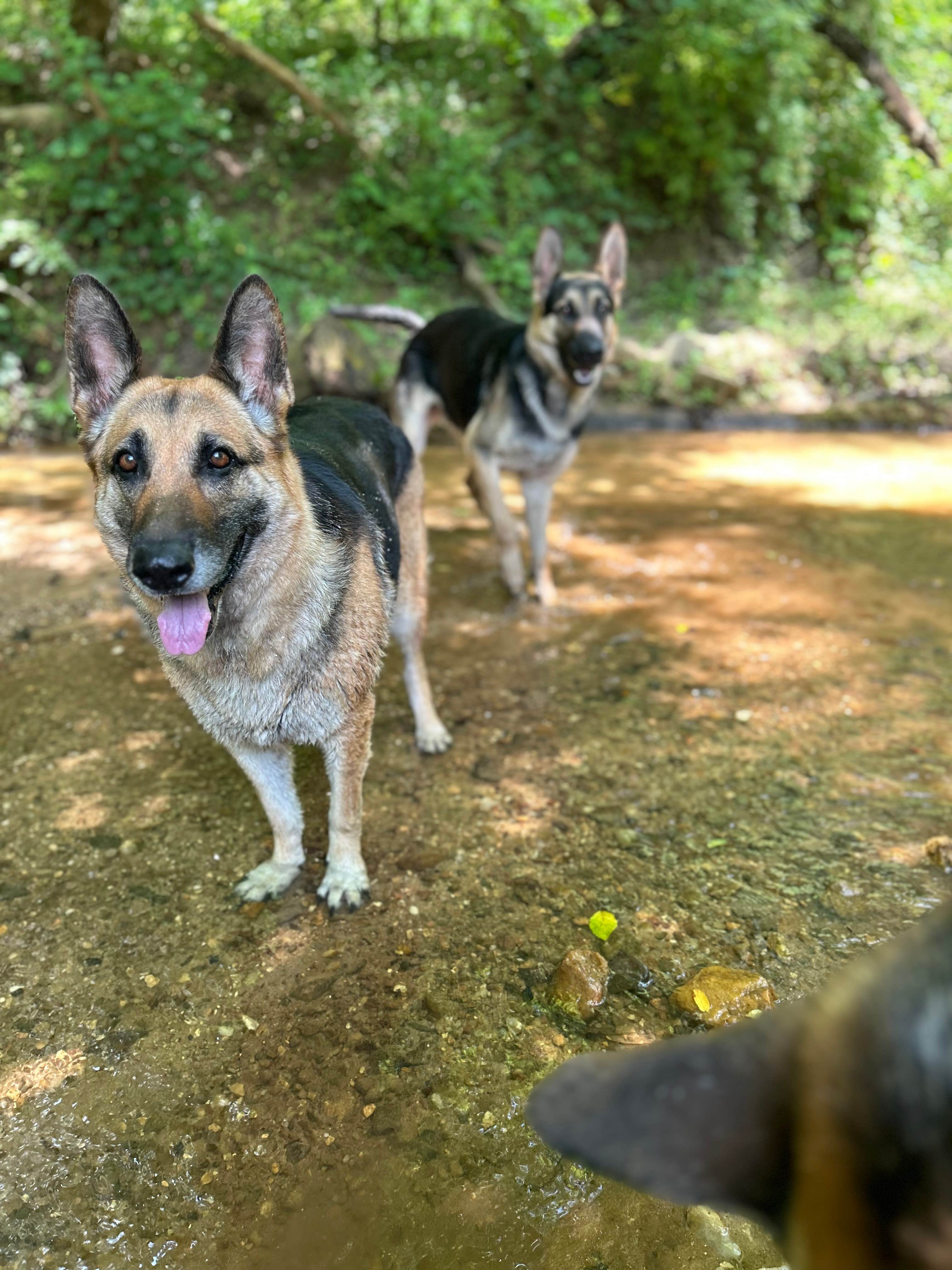 Johnathan Michael R.'s photo of camping with pets at Triple J Farm and Campground near Boiling Springs, NC