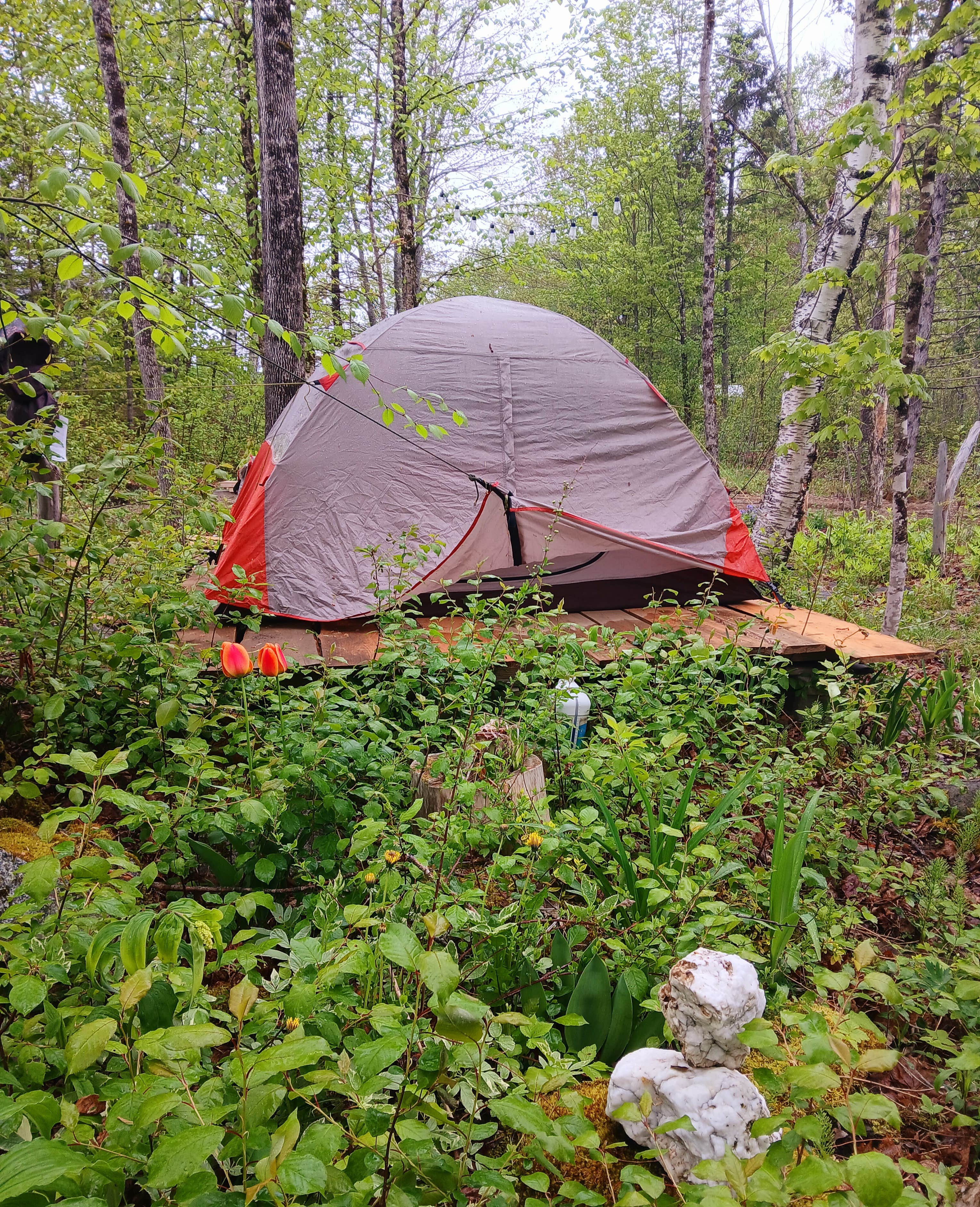 Rebecca W.'s photo of tent camping at Chanterelle Valley near Otis, ME