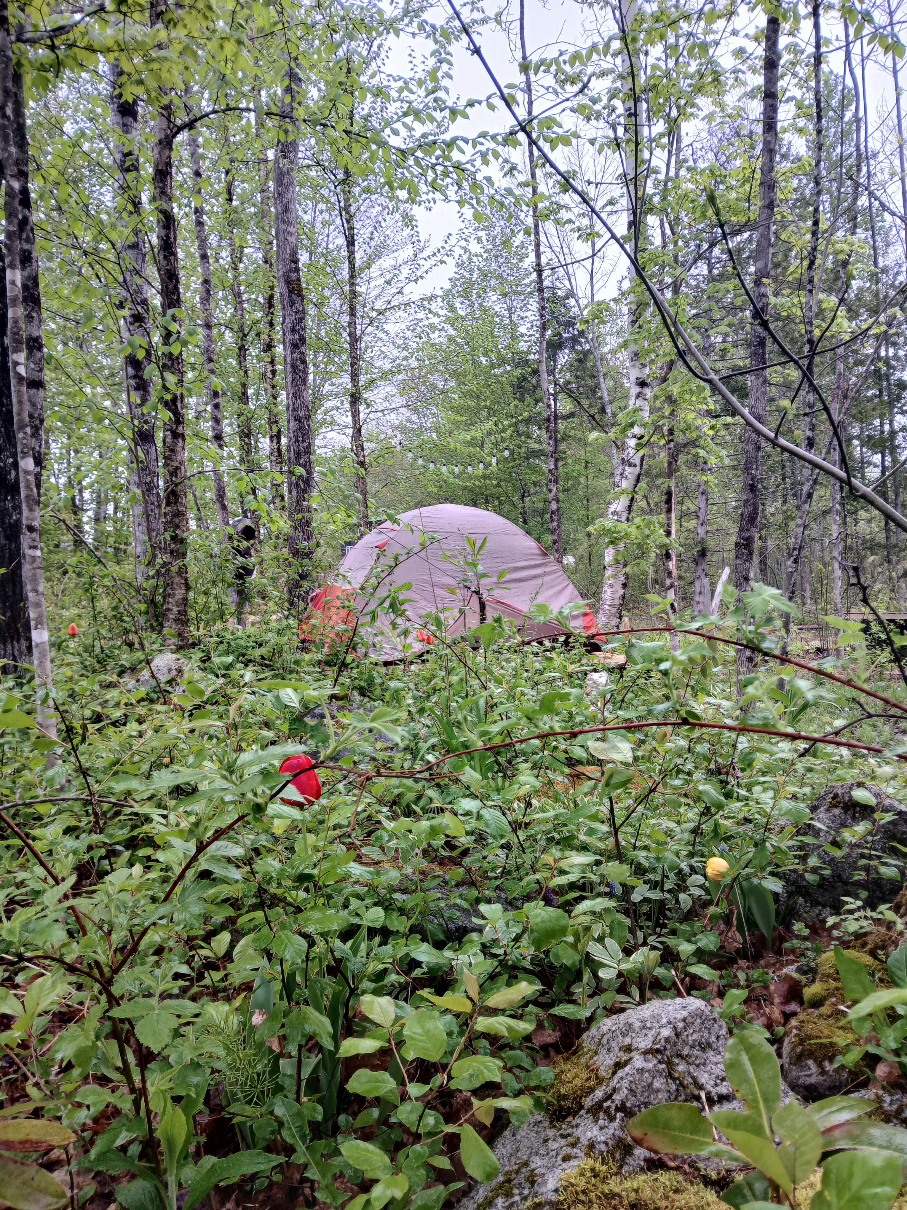 Camper-submitted photo at Chanterelle Valley near Bradley, ME