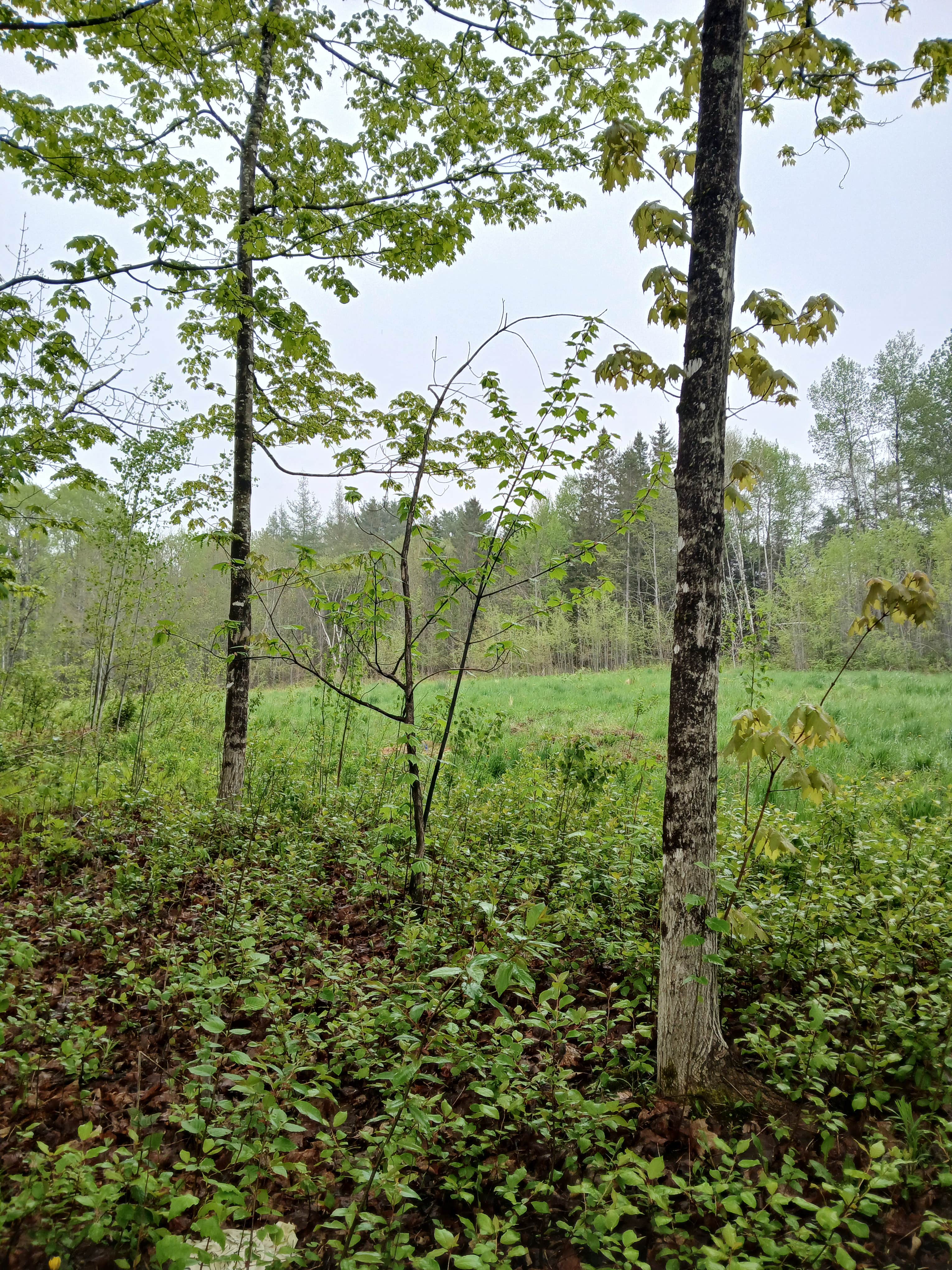 Camper-submitted photo at Chanterelle Valley near Grand Lake Stream, ME