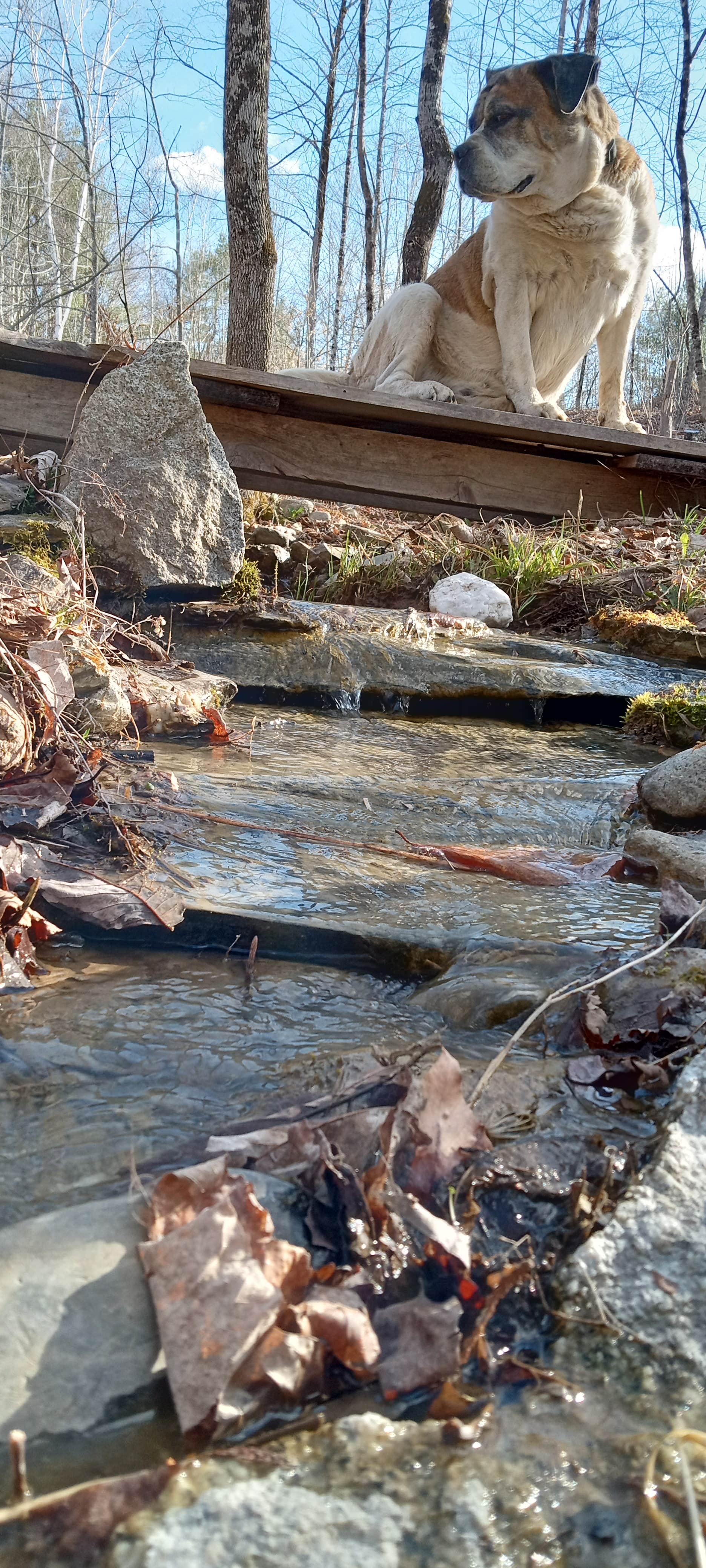 Rebecca W.'s photo of camping with pets at Chanterelle Valley near Beddington, ME
