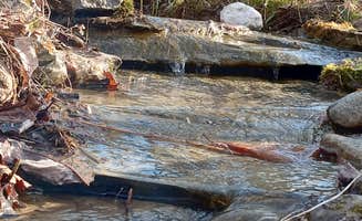 Rebecca W.'s photo of camping with pets at Chanterelle Valley near Stacyville, ME