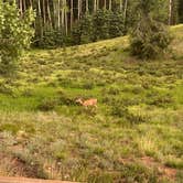 Review photo of Mueller State Park Campground by Steve C., July 3, 2025