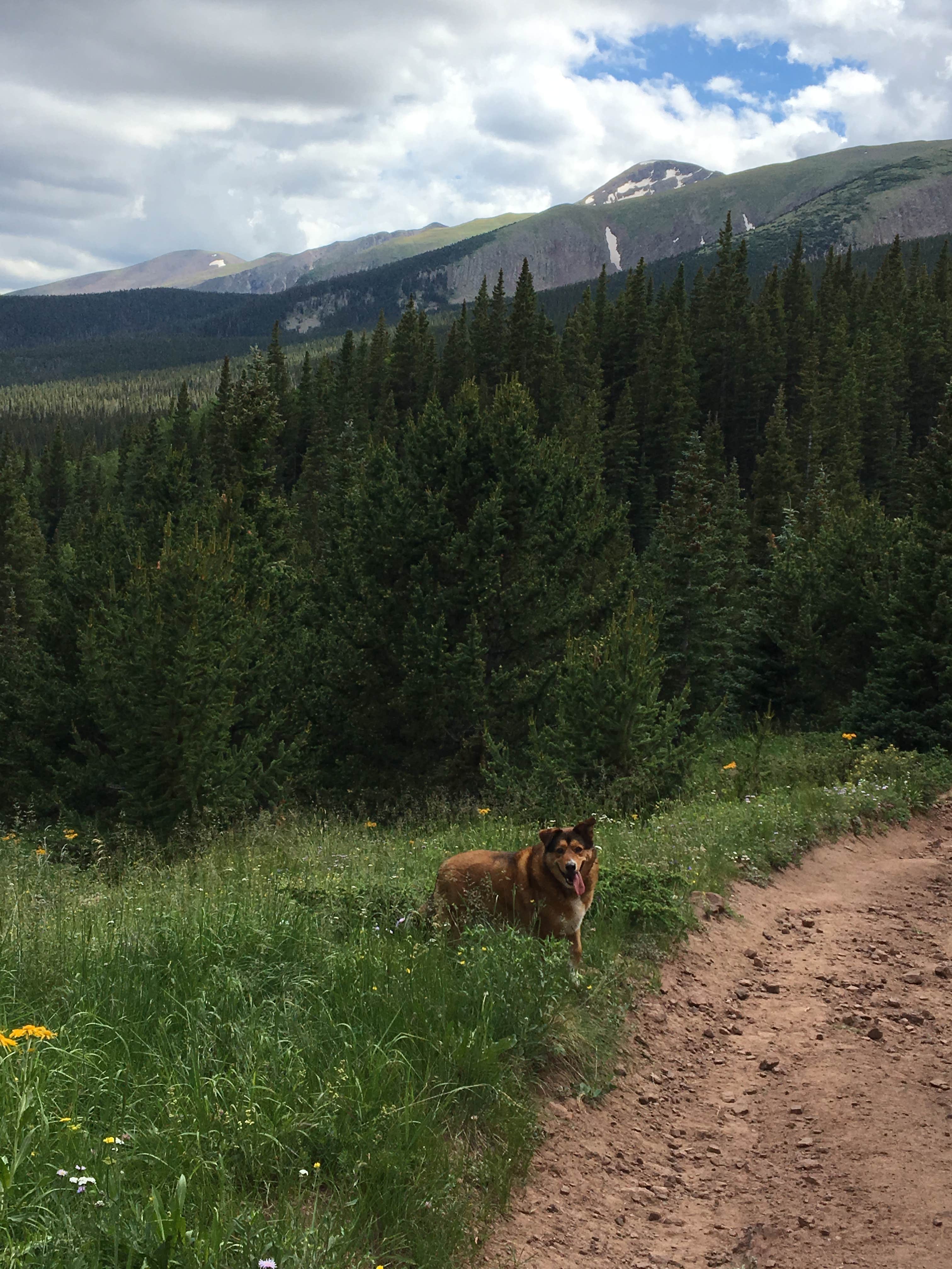 Shawnda T.'s photo of camping with pets at Bear Lake Campground near Yampa, CO