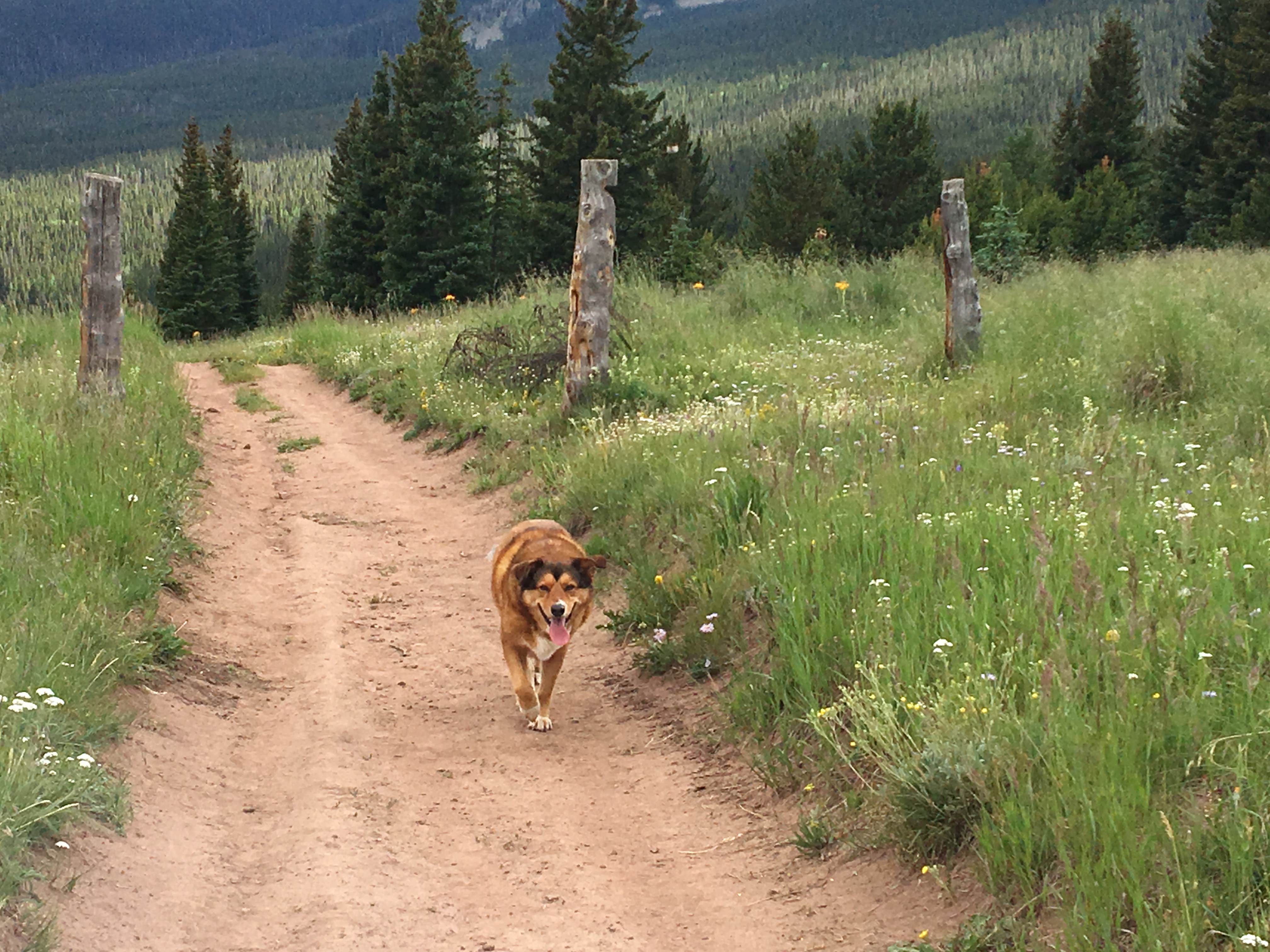 Camper submitted image from Bear Lake Campground - 2