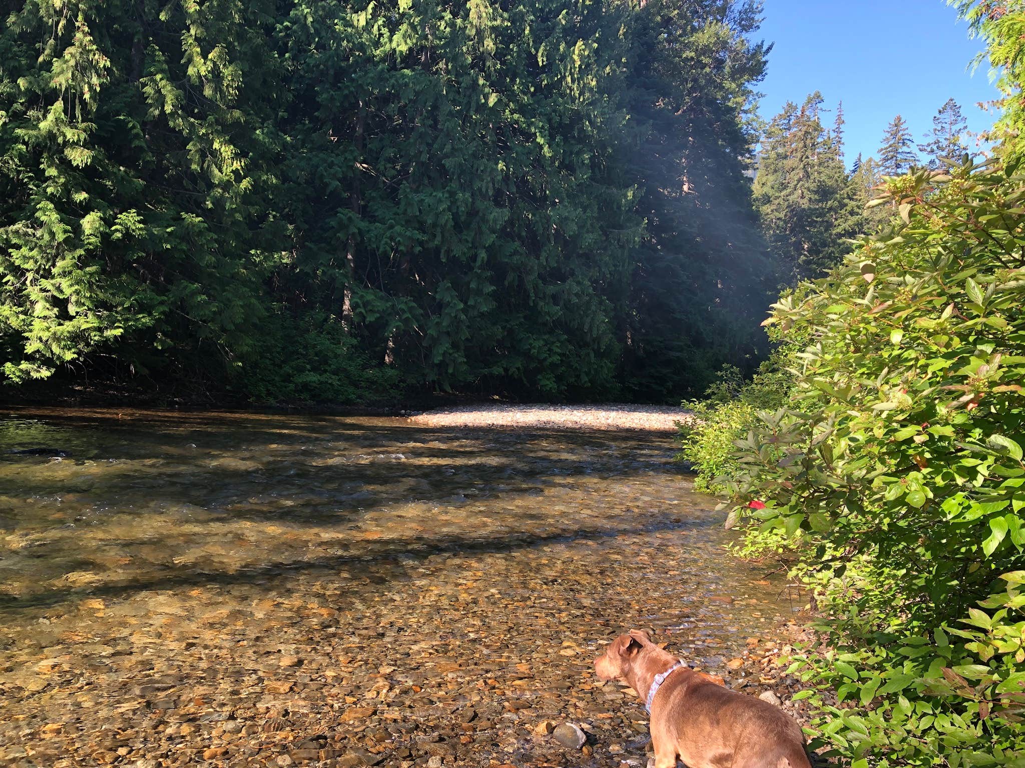 Melissa  W.'s photo of camping with pets at Rock Island Campground near Leavenworth, WA