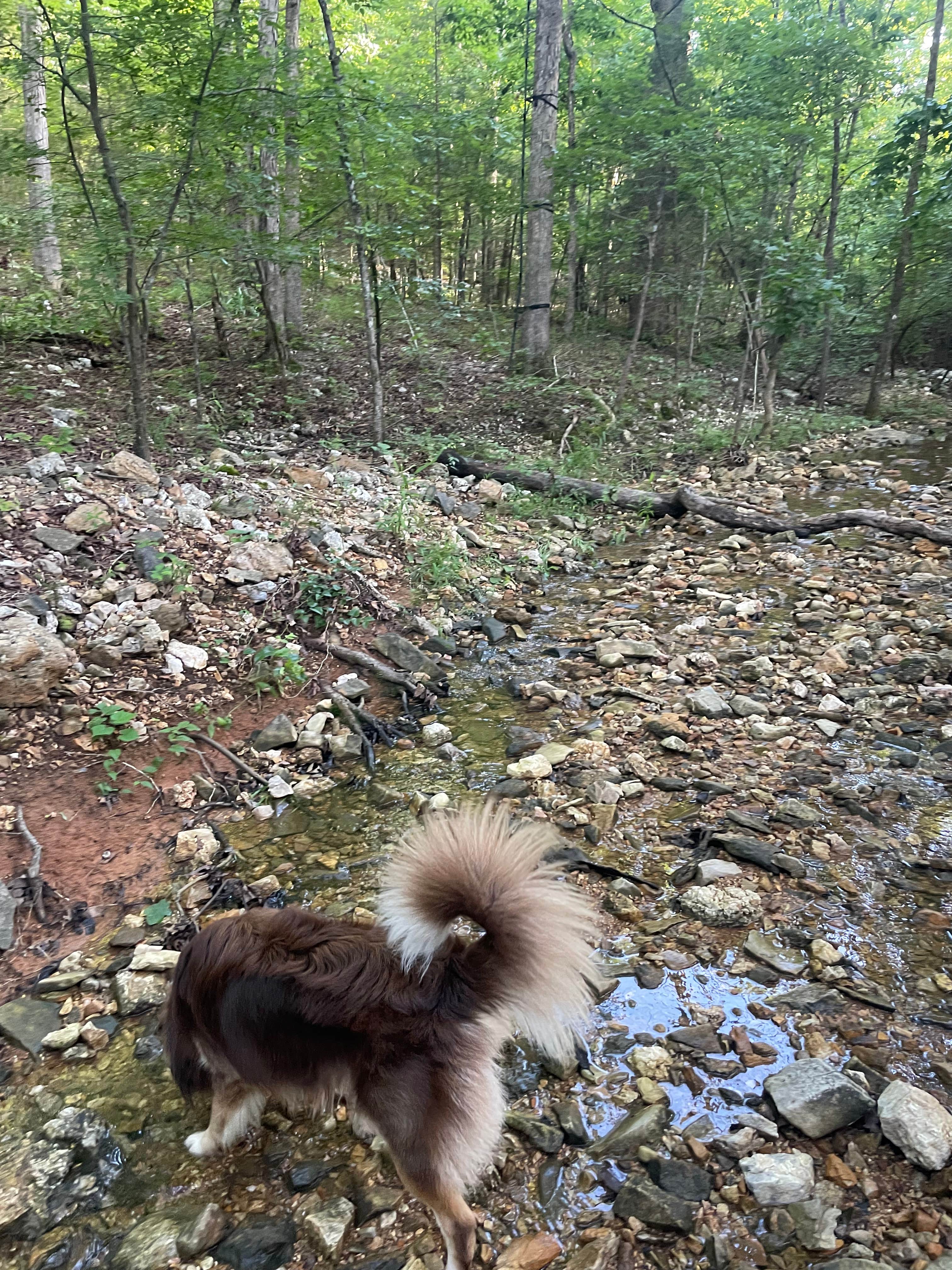 Camper submitted image from 🌲 Nate’s Stream-Side Camping Spot - 1
