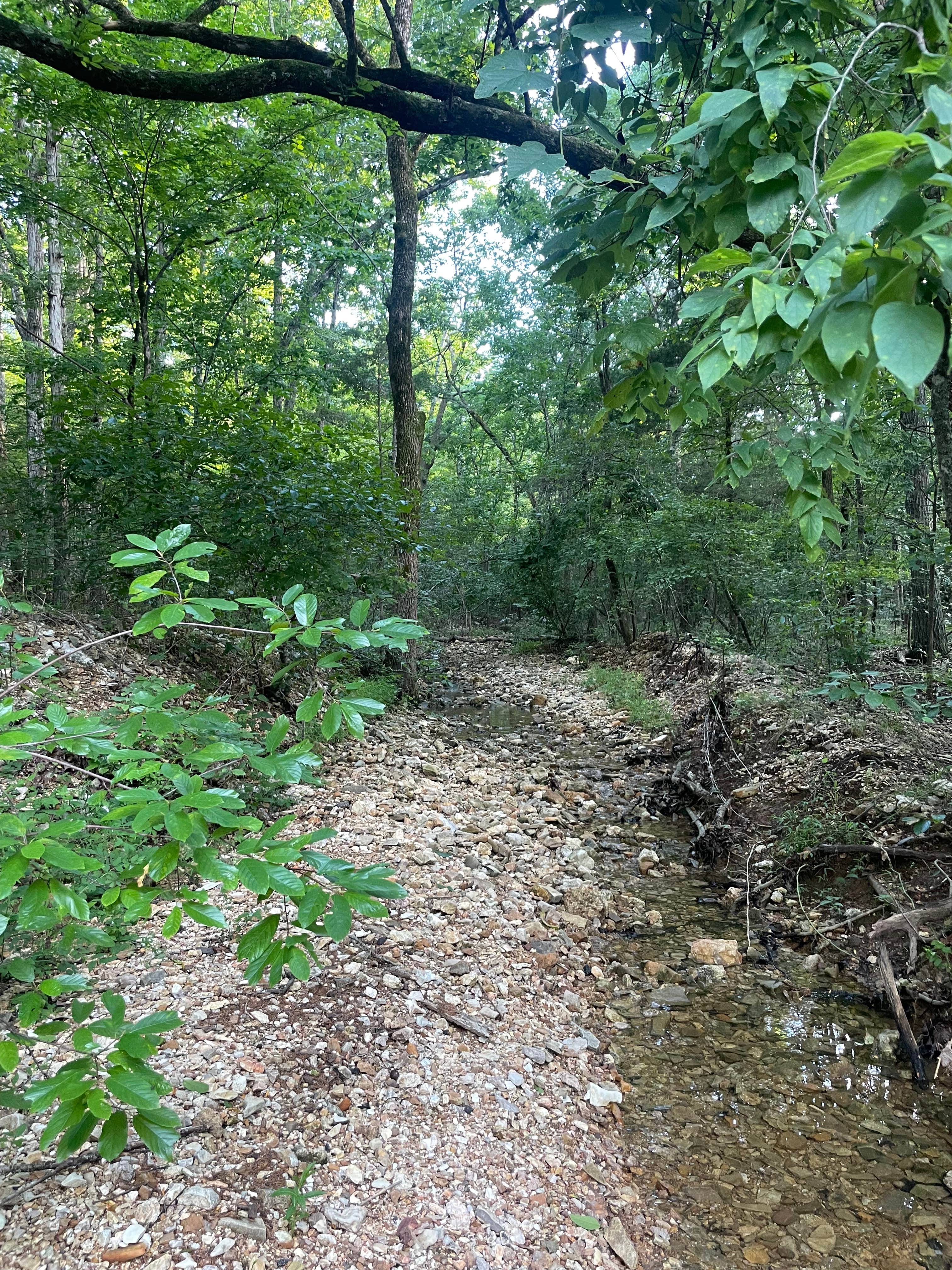 Camper submitted image from 🌲 Nate’s Stream-Side Camping Spot - 1