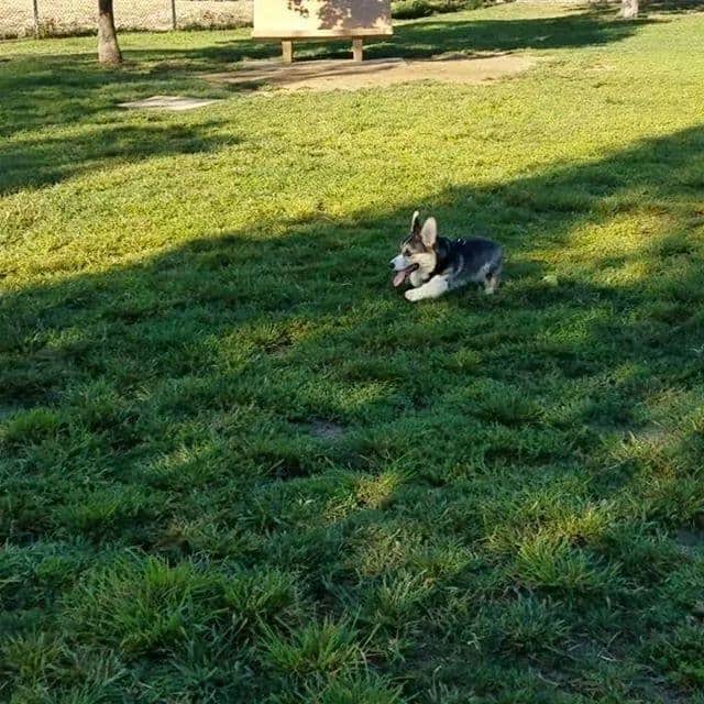 Camping near Mesa-Apache Junction KOA: Apache Gardens Mobile Home Park, Apache Junction, Arizona