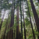 Review photo of Burlington Campground — Humboldt Redwoods State Park by Patrick M., July 5, 2025