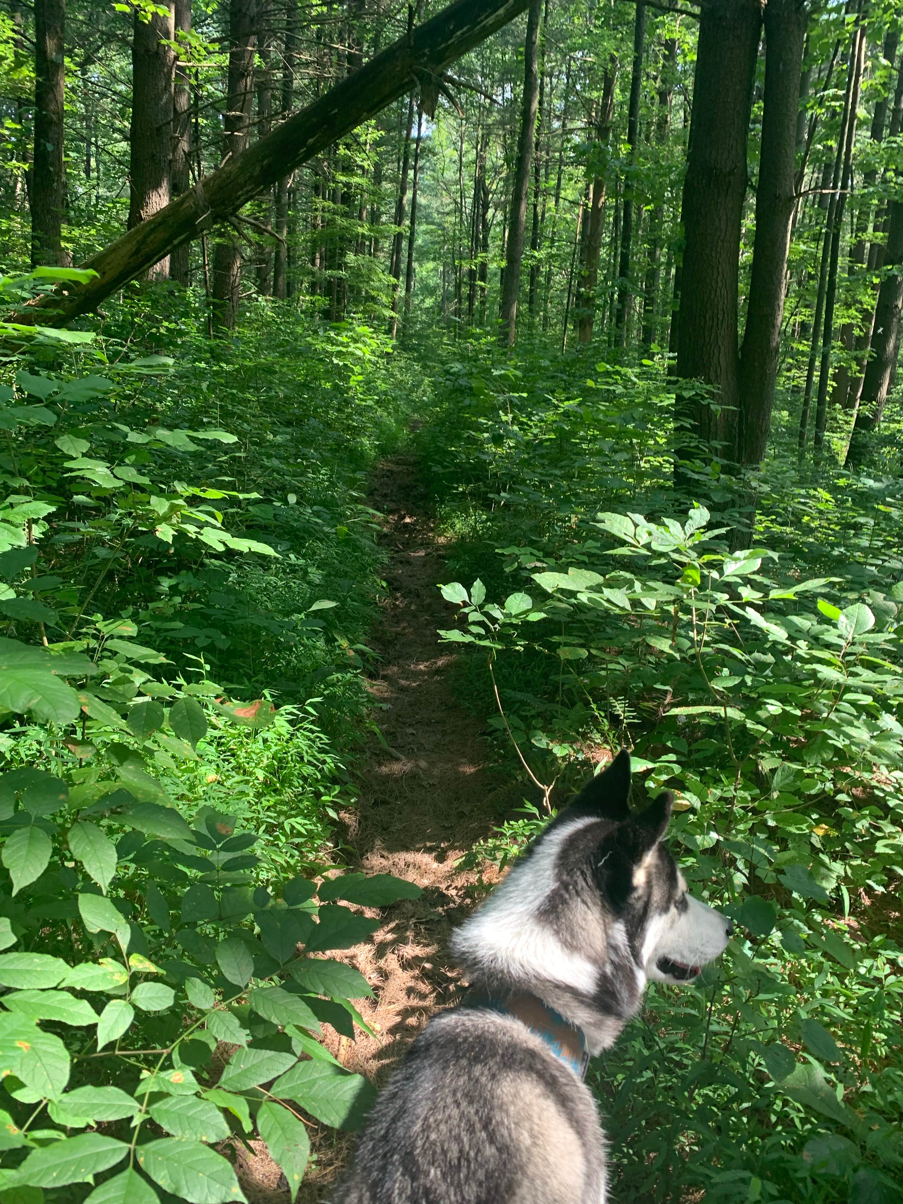 Jessica T.'s photo of camping with pets at Charles C. Deam Wilderness near Hoosier National Forest