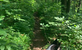 Jessica T.'s photo of camping with pets at Charles C. Deam Wilderness near Hoosier National Forest