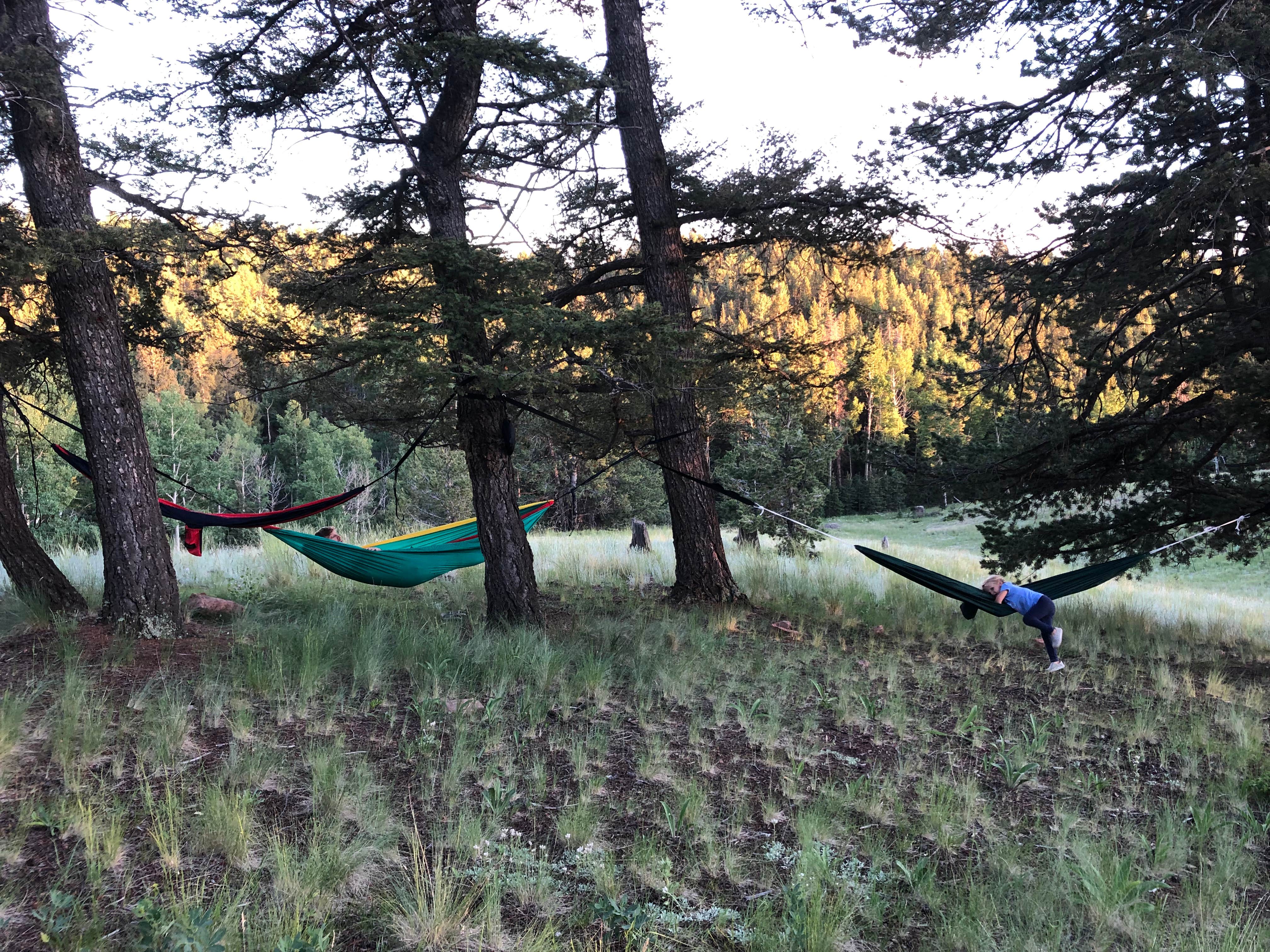 Camper submitted image from Mueller State Park Campground - 4