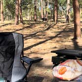 Review photo of FS 609 - Dispersed Camping by Nik T., July 7, 2025