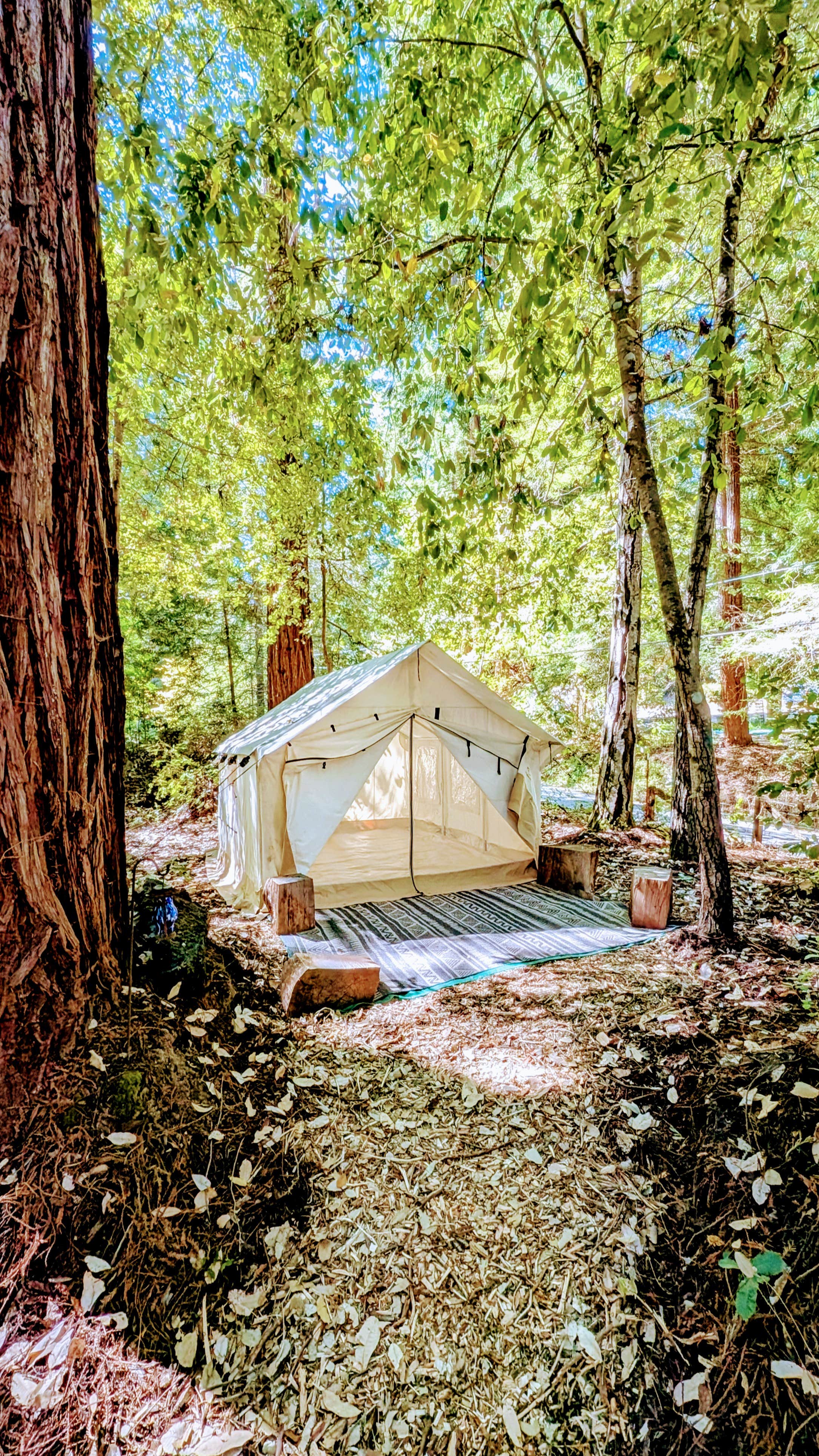 Camper submitted image from Big Basin Creekside Tents - 1