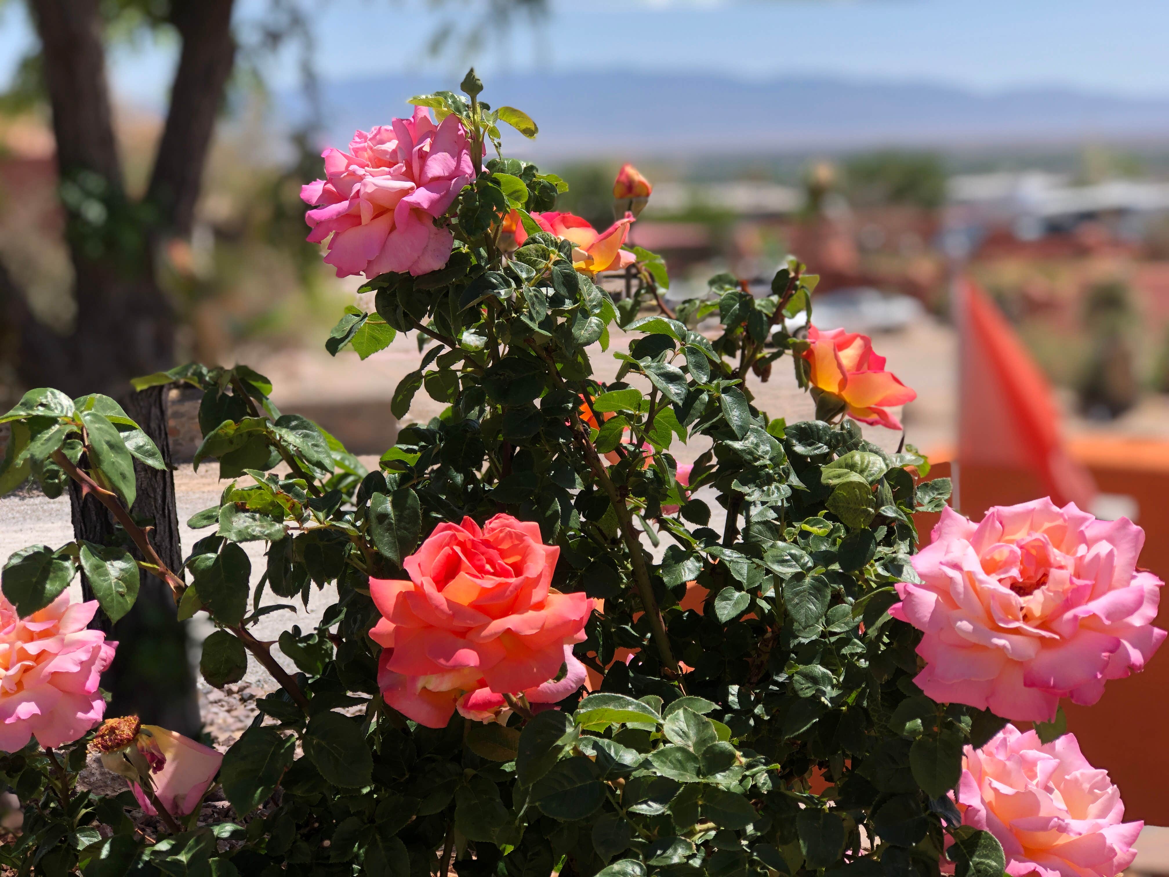 Camper-submitted photo at Corazon RV Park near Polvadera, NM
